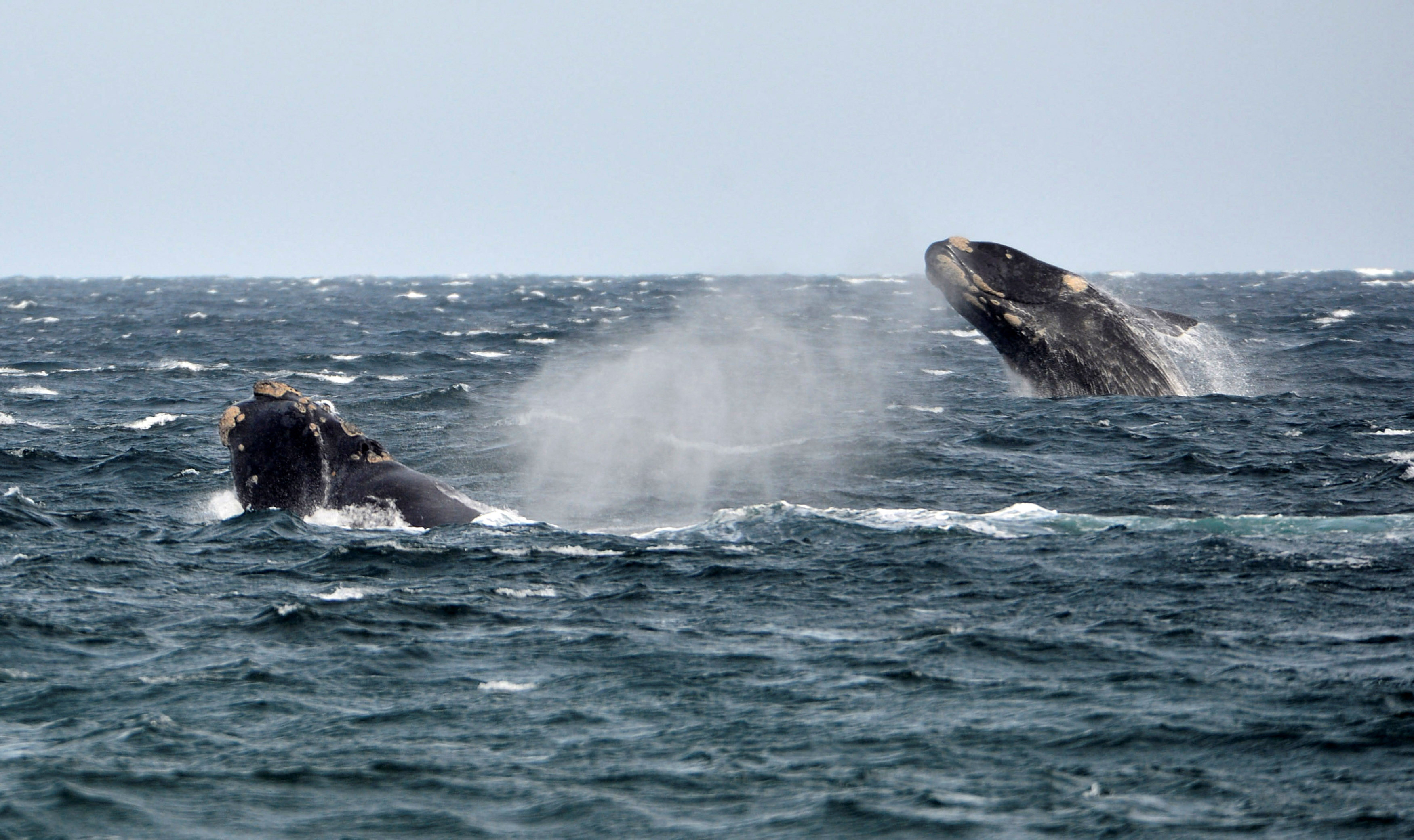 Scientists Discover The Anatomy Behind The Songs Of Baleen Whales Reuters