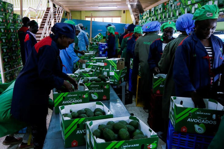 Workers arrange avocados in export boxes at the Mofarm fresh fruits exporters factory in Utawala area in the outskirts of Nairobi