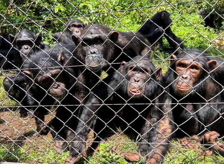 The Watoto group of juvenile chimpanzees crowd together at the Lwiru Primates Rehabilitation Centre, in South Kivu