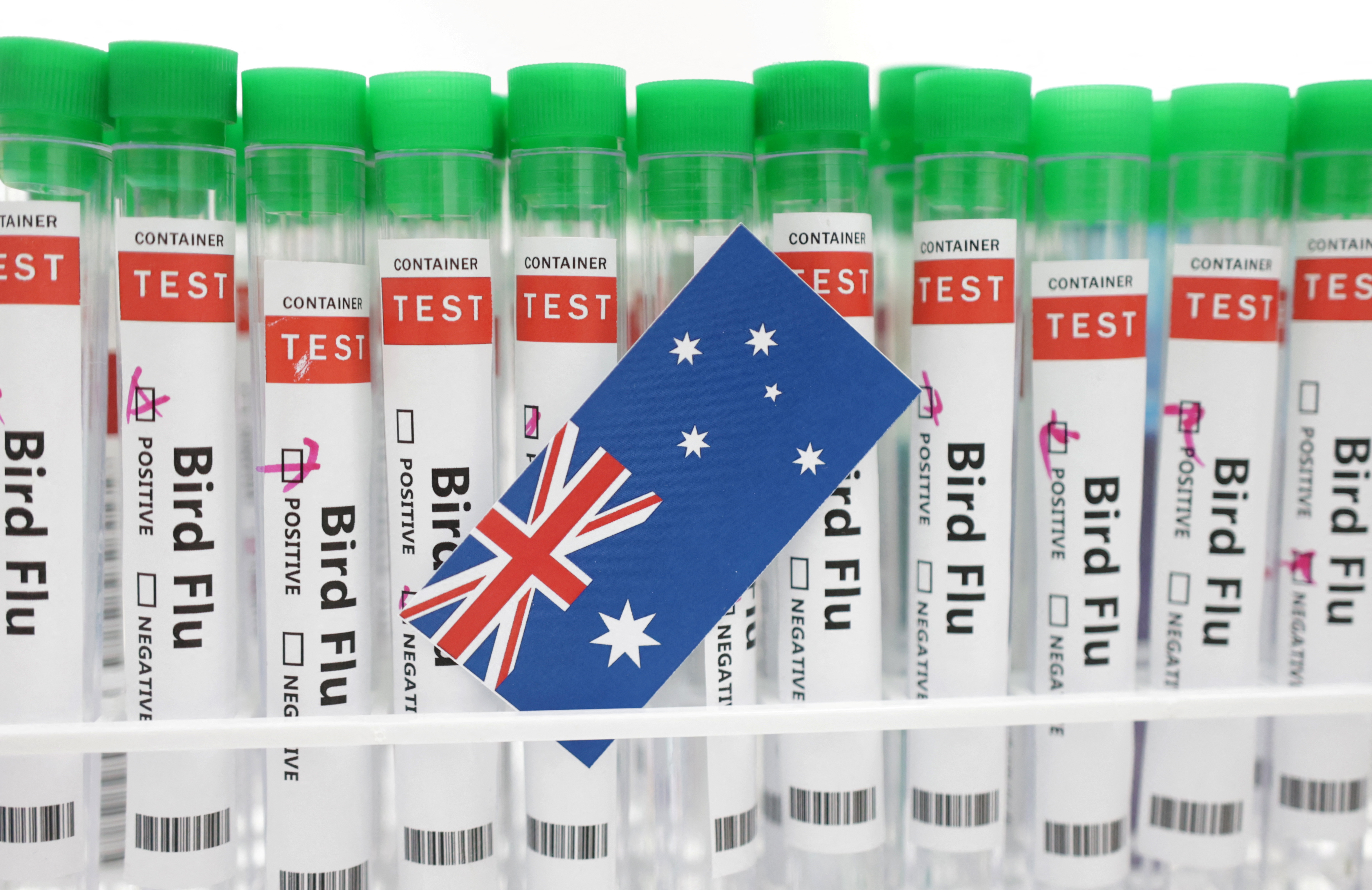 Illustration shows test tubes labelled "Bird Flu" and Australia flag