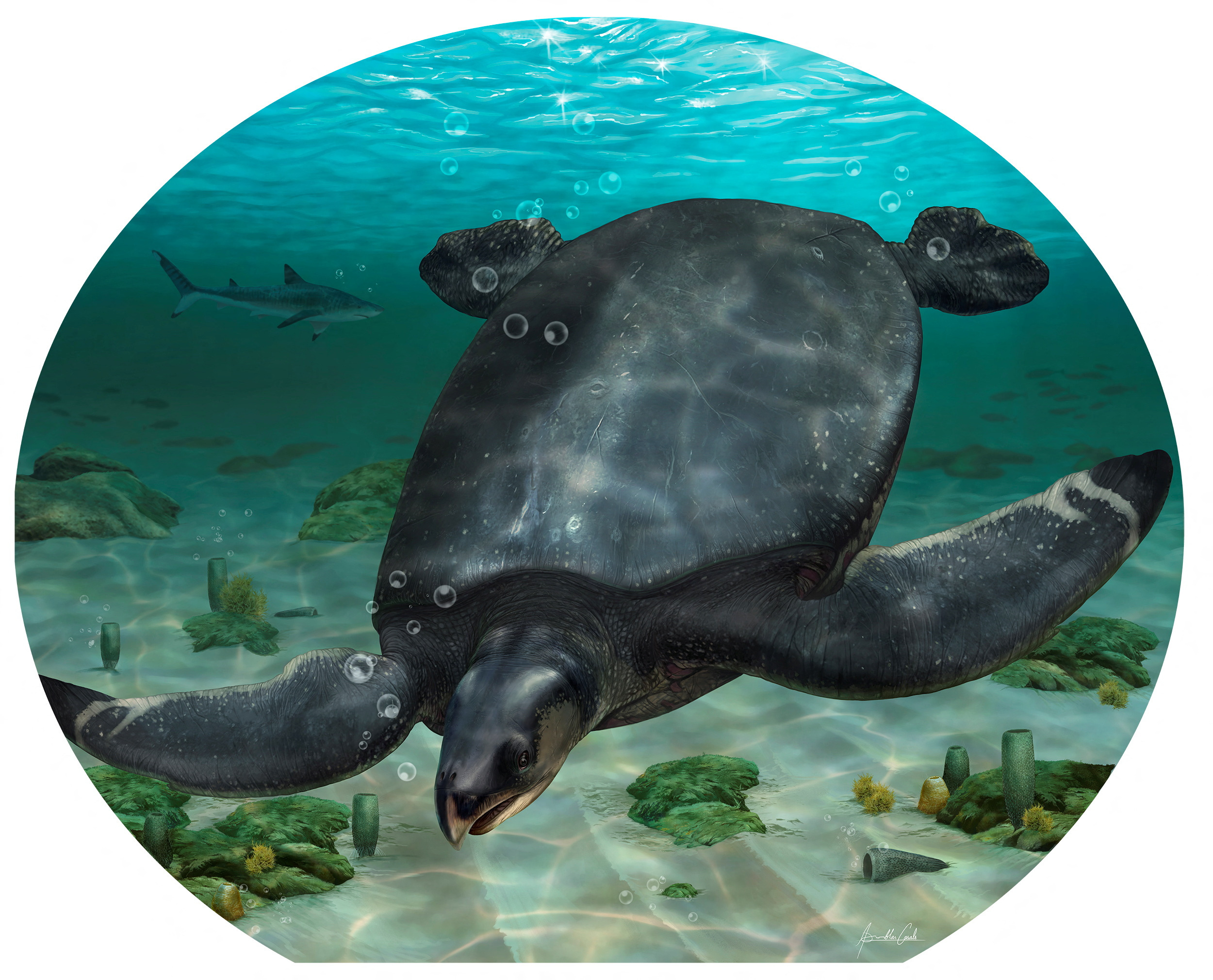 An illustrated reconstruction of the Cretaceous large sea turtle Leviathanochelys aenigmatica