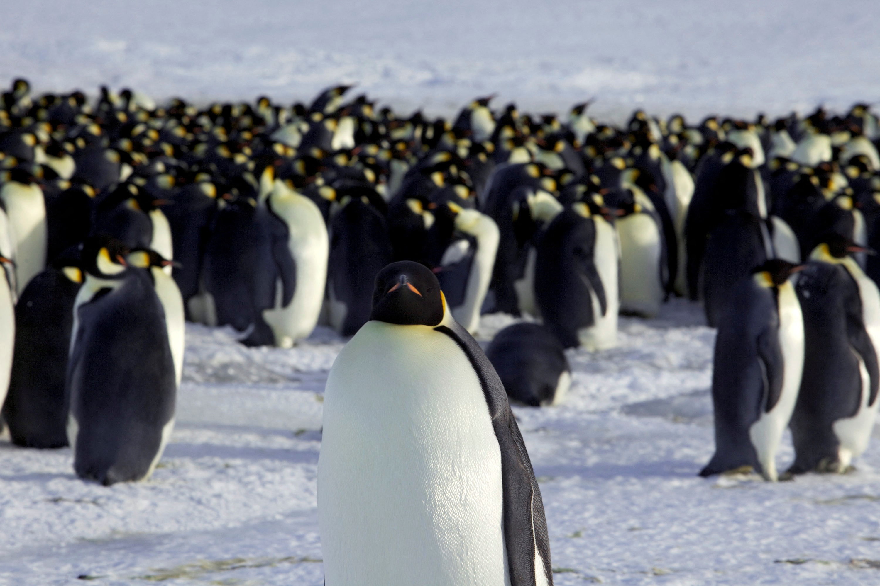 Emperor Penguins Suffered Mass Breeding Failures In 2023 Amid Record 