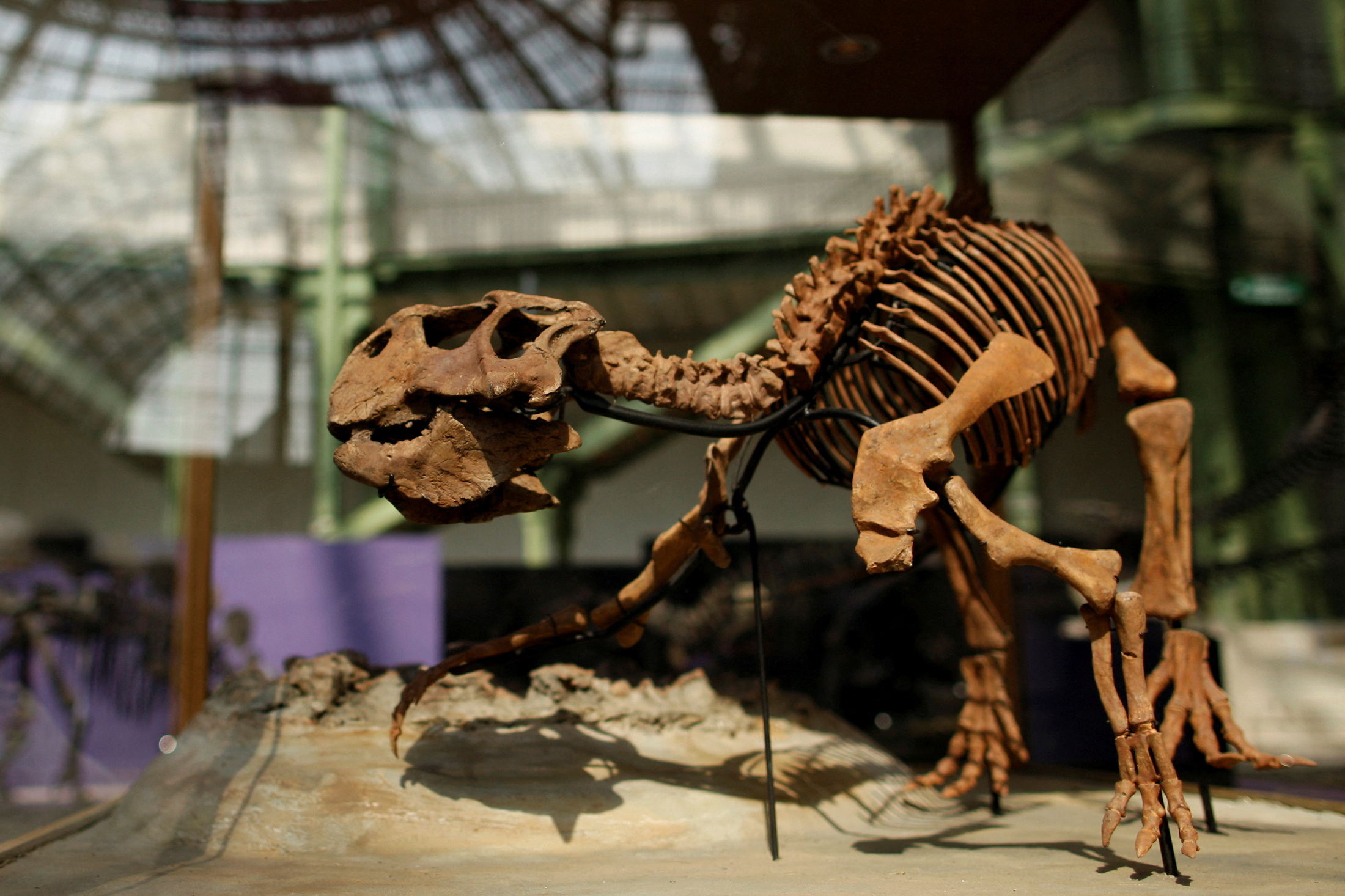 The skeleton of a Psittacosaurus dinosaur is displayed during the Collector Exhibition at the Grand Palais Museum in Paris