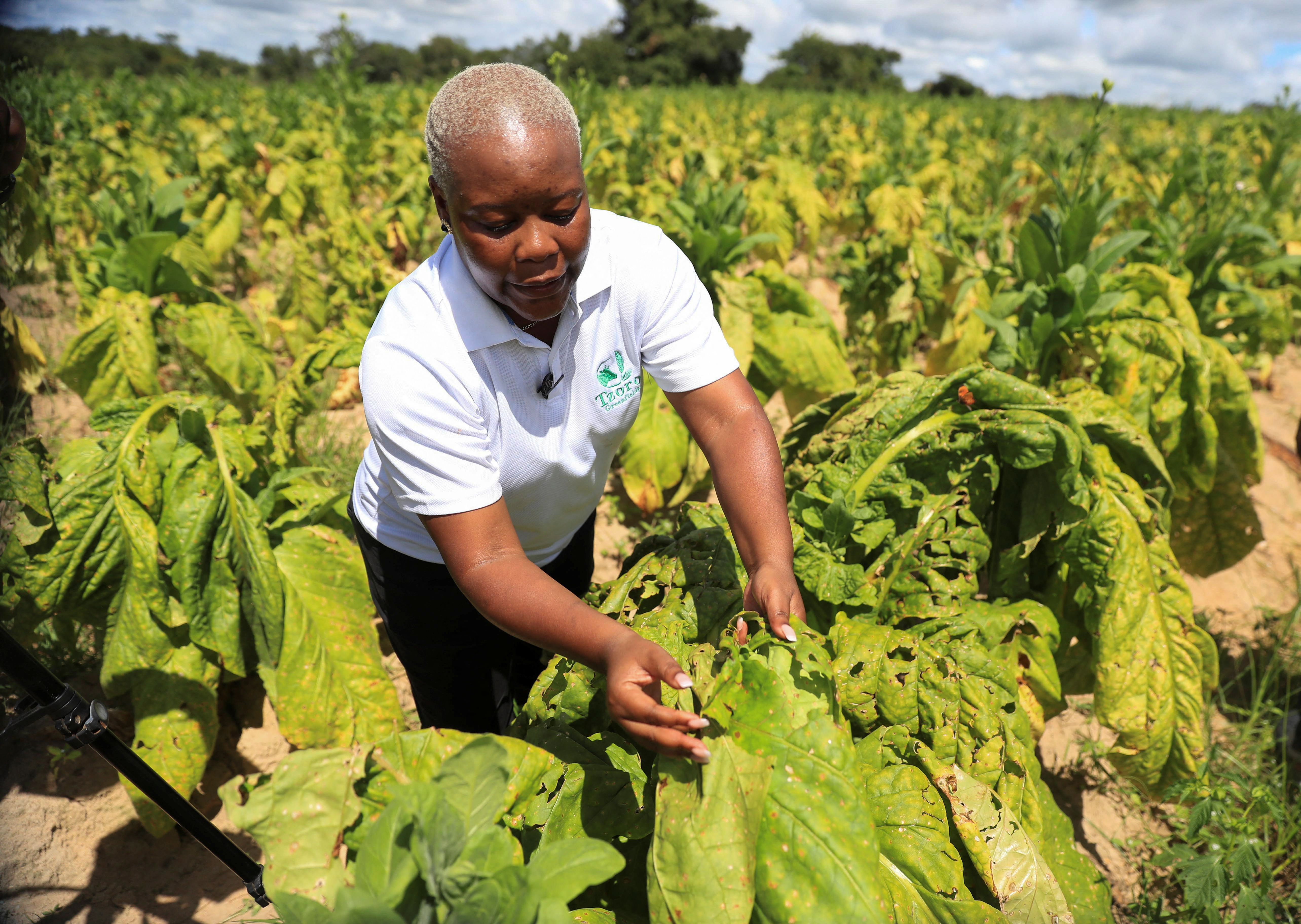 tobacco production in zimbabwe Zimbabwe tobacco farmer offers lifeline to survivors of gender violence