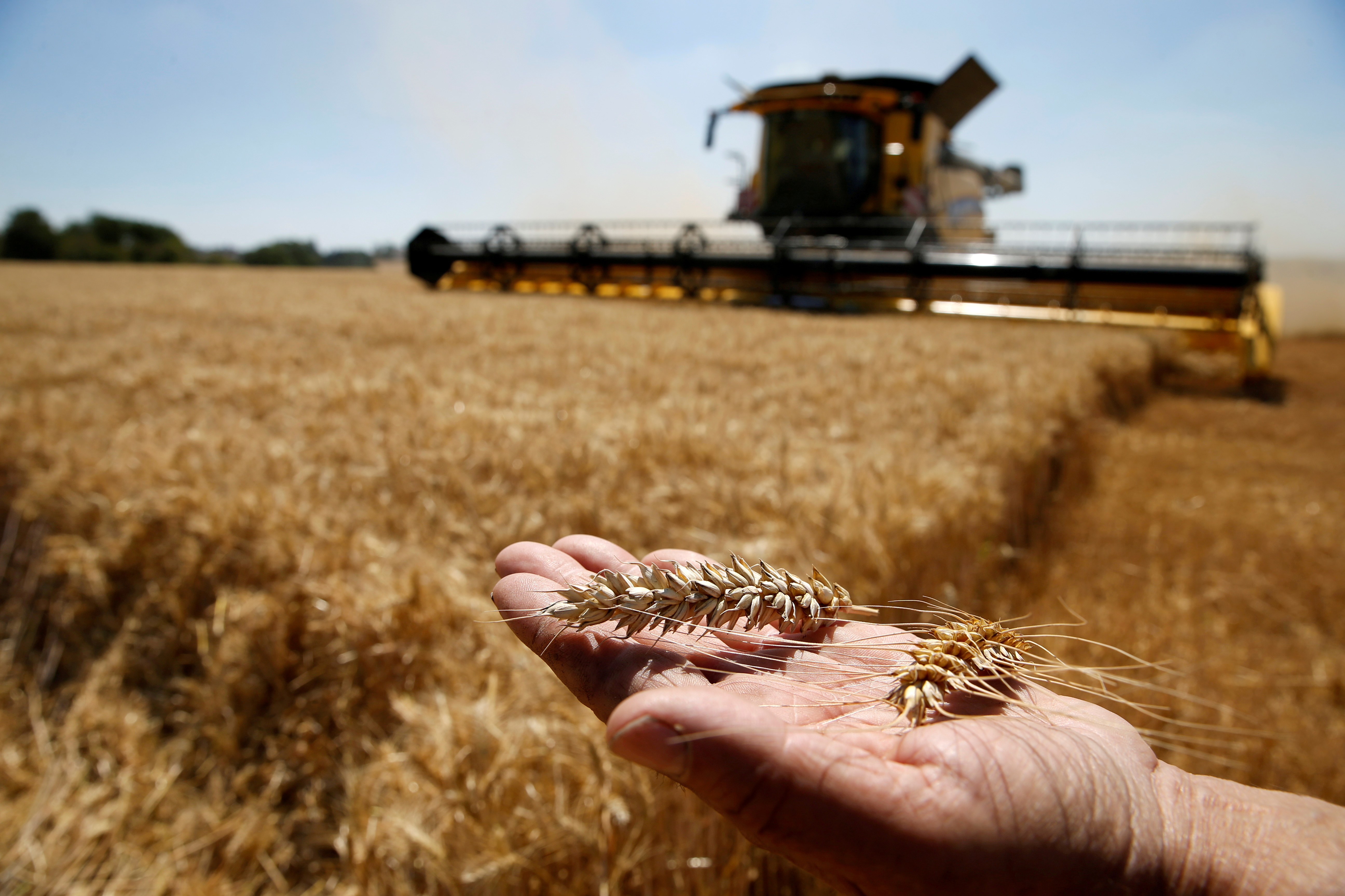 A French farmer displays two ears of wheat as he harvests his field in Rumilly