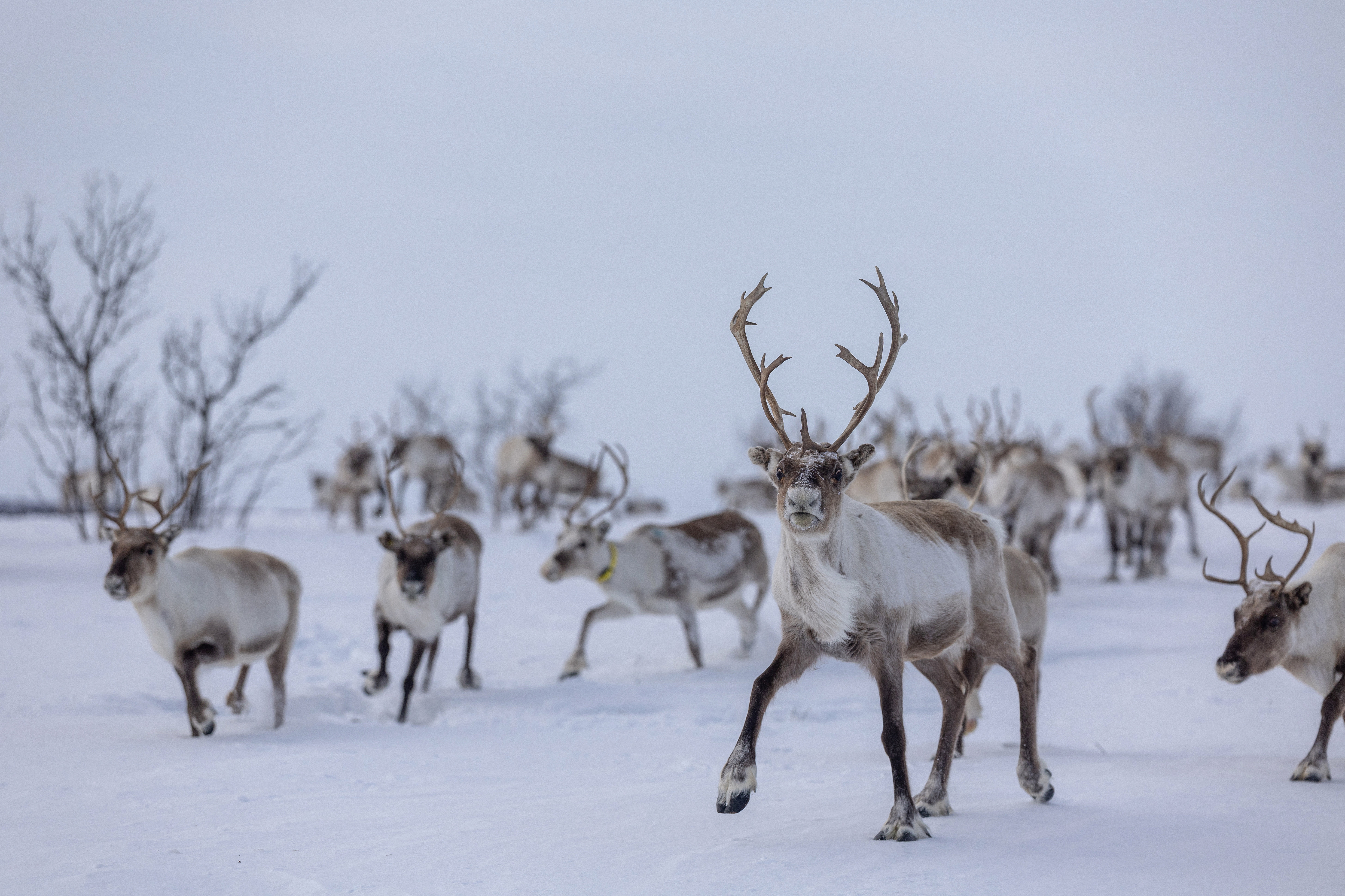 The Wider Image: Reindeer herders battle power line needed for Norway's climate goal