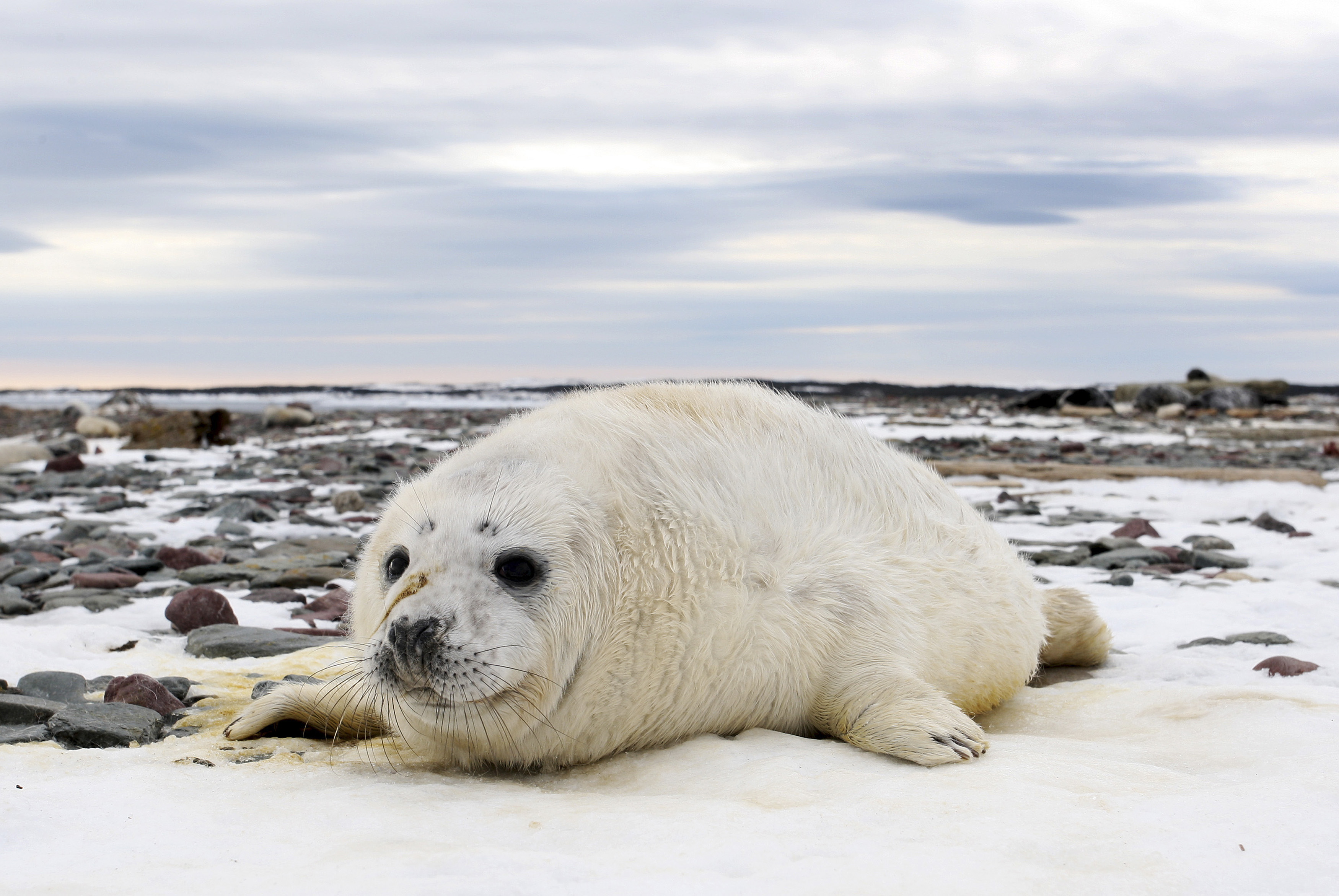 A grey seal pup is seen on Hay island off the coast of Nova Scotia