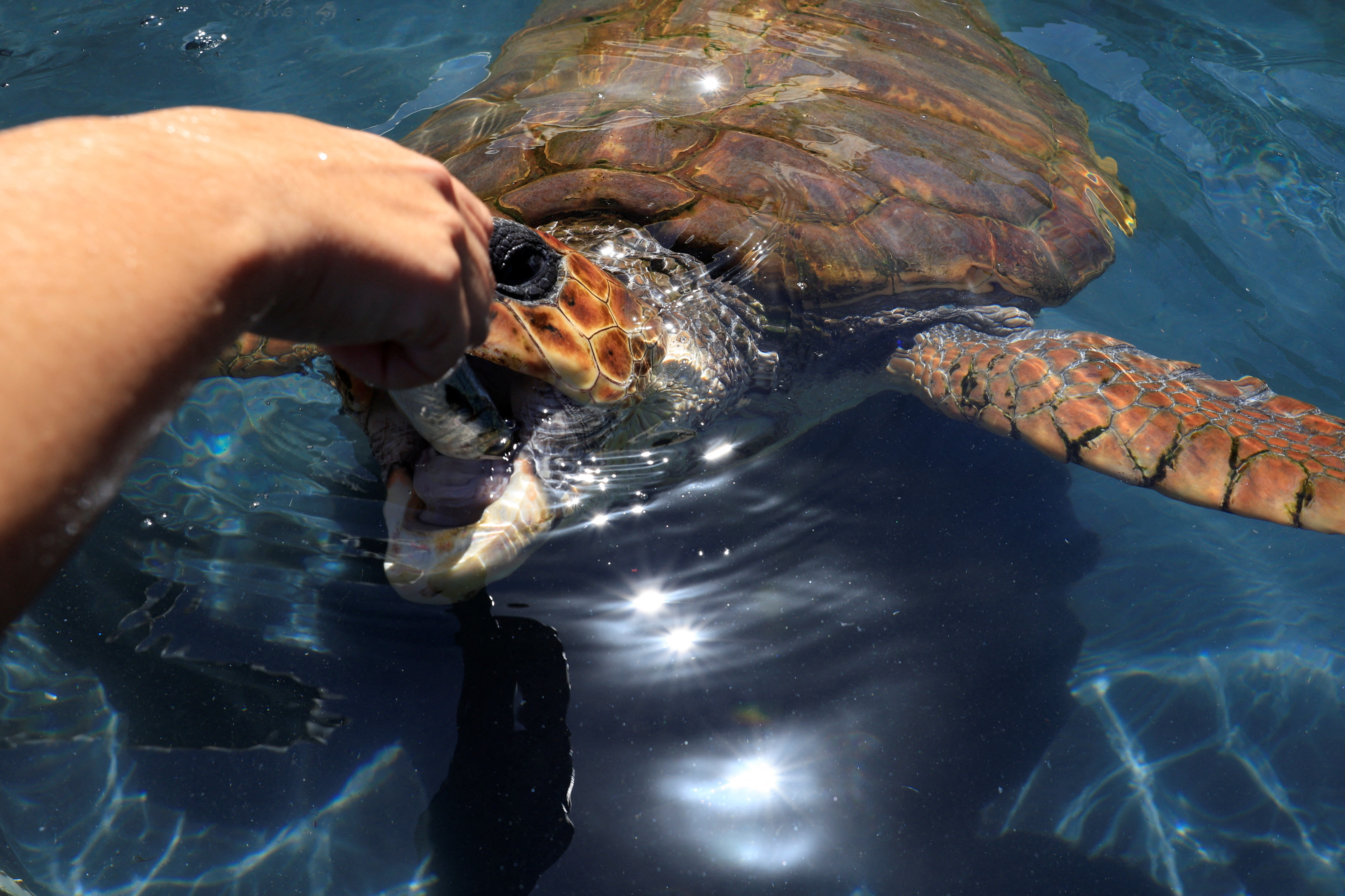 Marine biologist Ana Liria feeds a Caretta Caretta turtle  at the Taliarte Wildlife Recovery Center, in the island of Gran Canaria