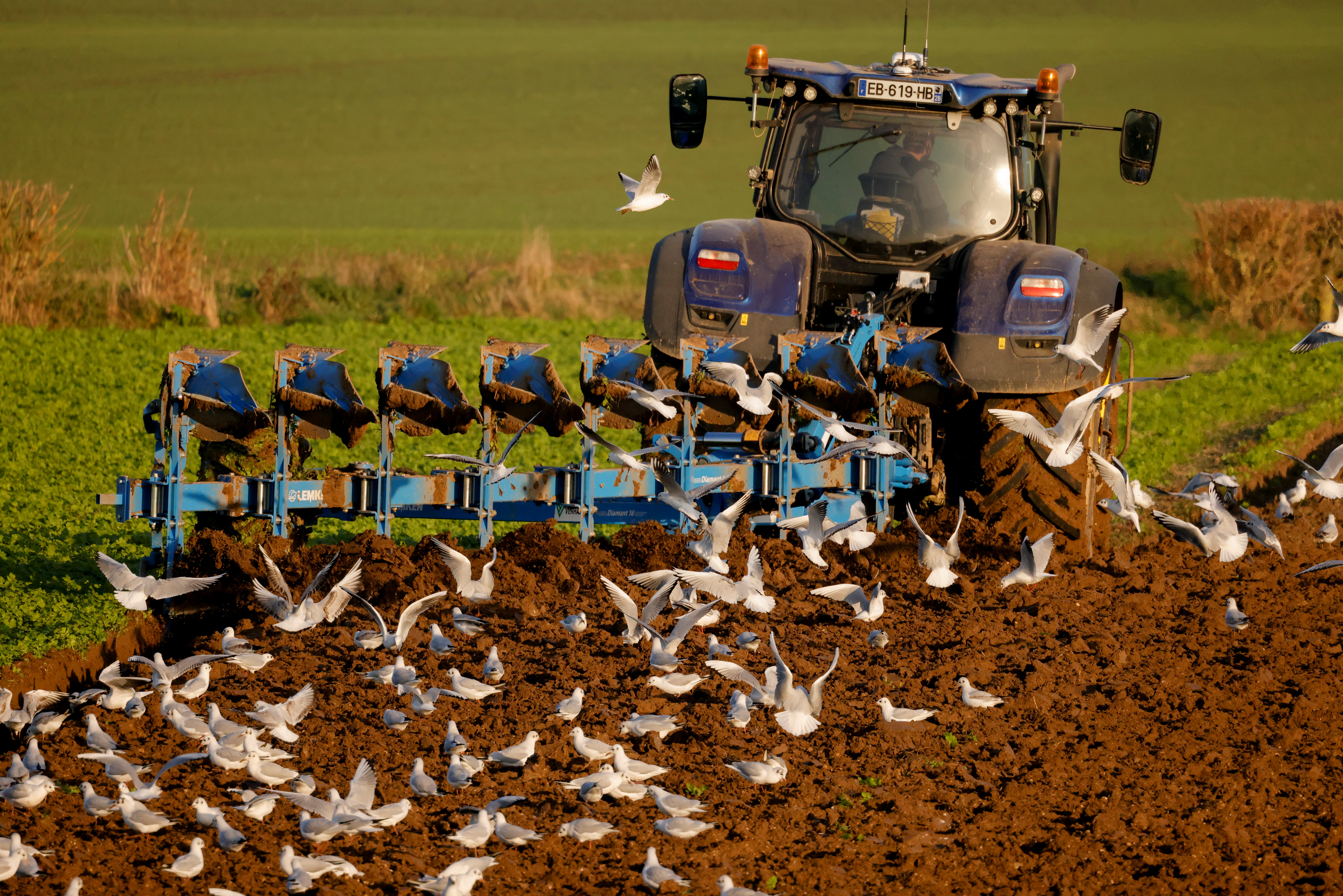 Seagulls fly over a tractor as a french farmer plows his field during sunset in Inchy-en-Artois