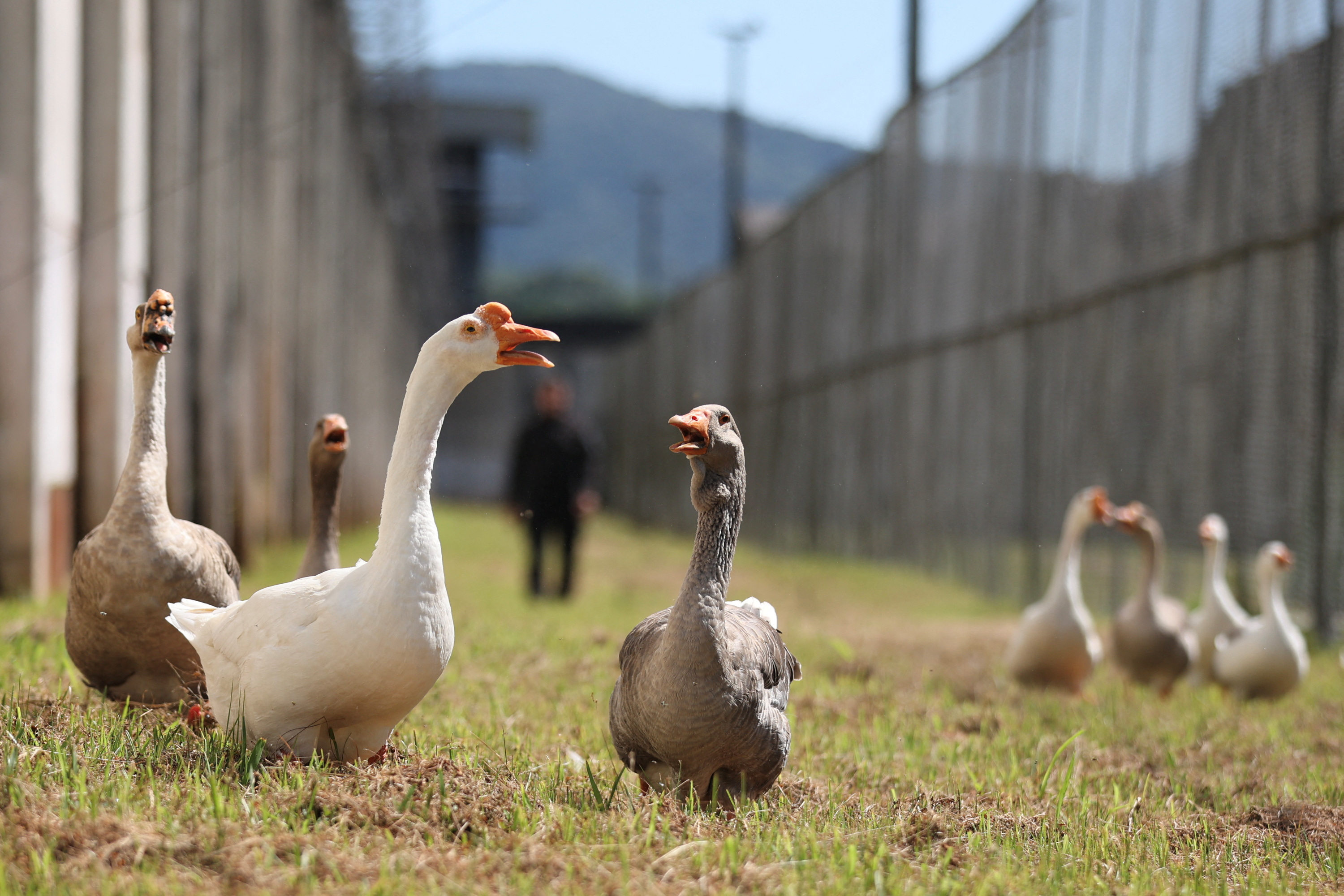 Brazilian 'geese agents' honk in case of prison break | Reuters
