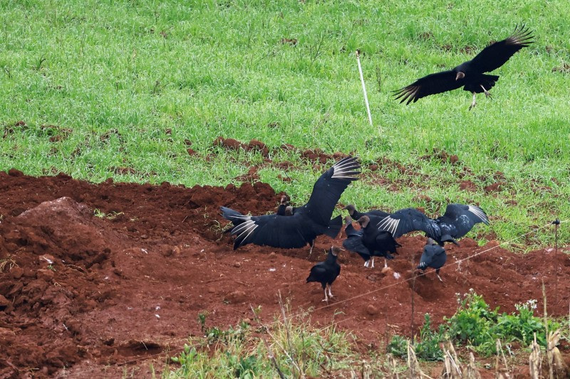 Vultures fly near a place where birds infected with Newcastle disease were burie