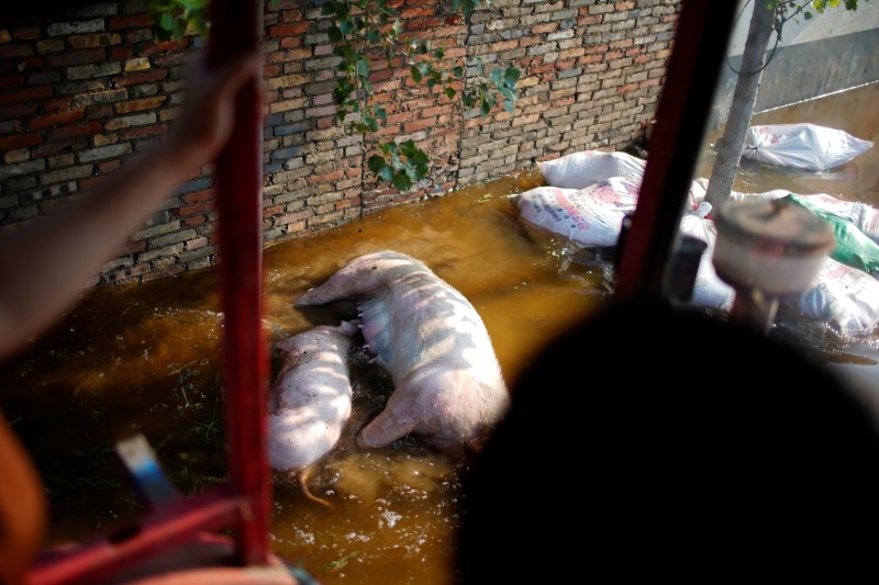 Pig carcasses are seen in floodwaters after heavy rainfall flooded Wangfan village of Xinxiang, Henan province, China July 25, 2021. Picture taken July 25, 2021. REUTERS/Aly Song