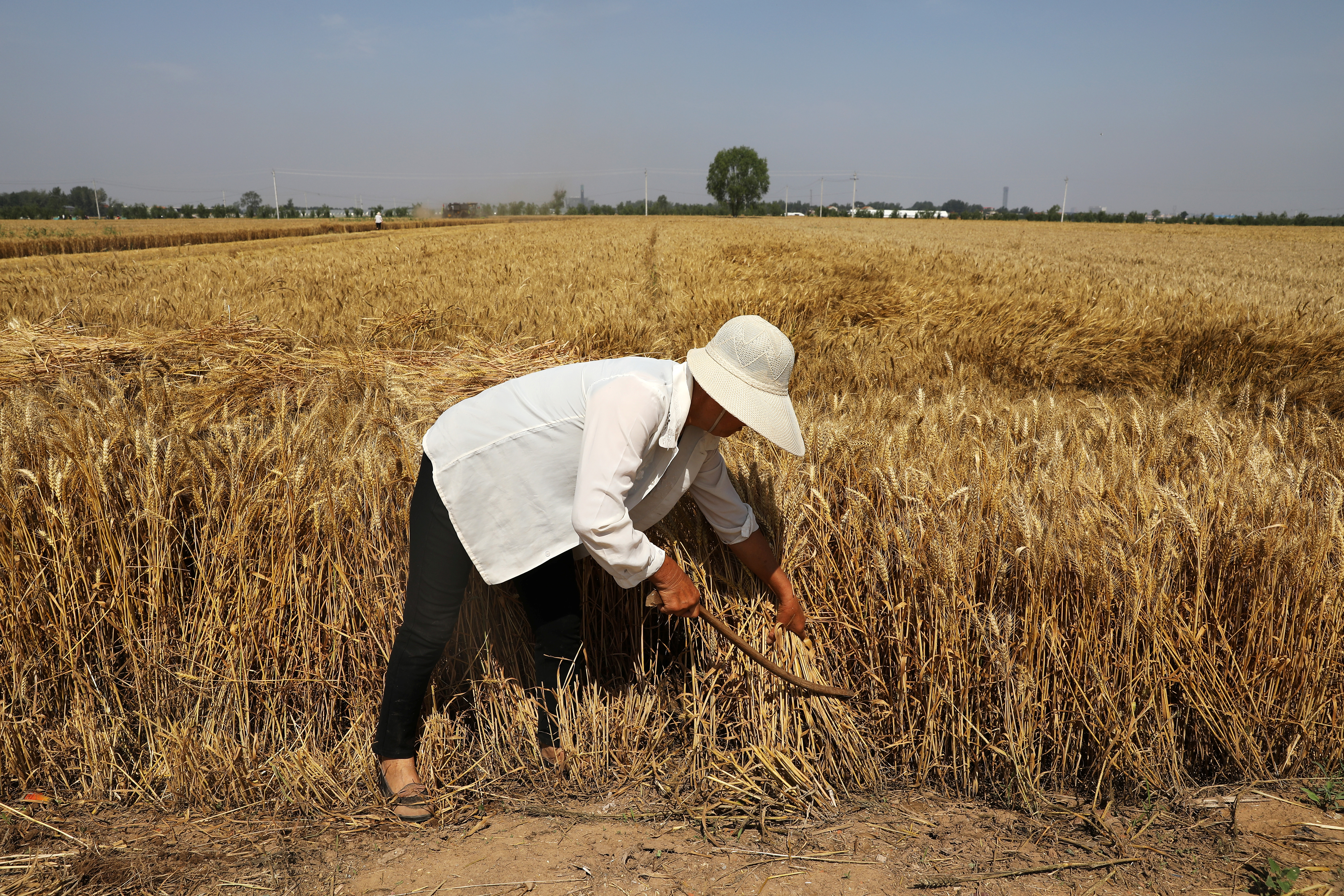 中国「農業強国」10カ年計画、35年までに安定した食糧供給確保へ