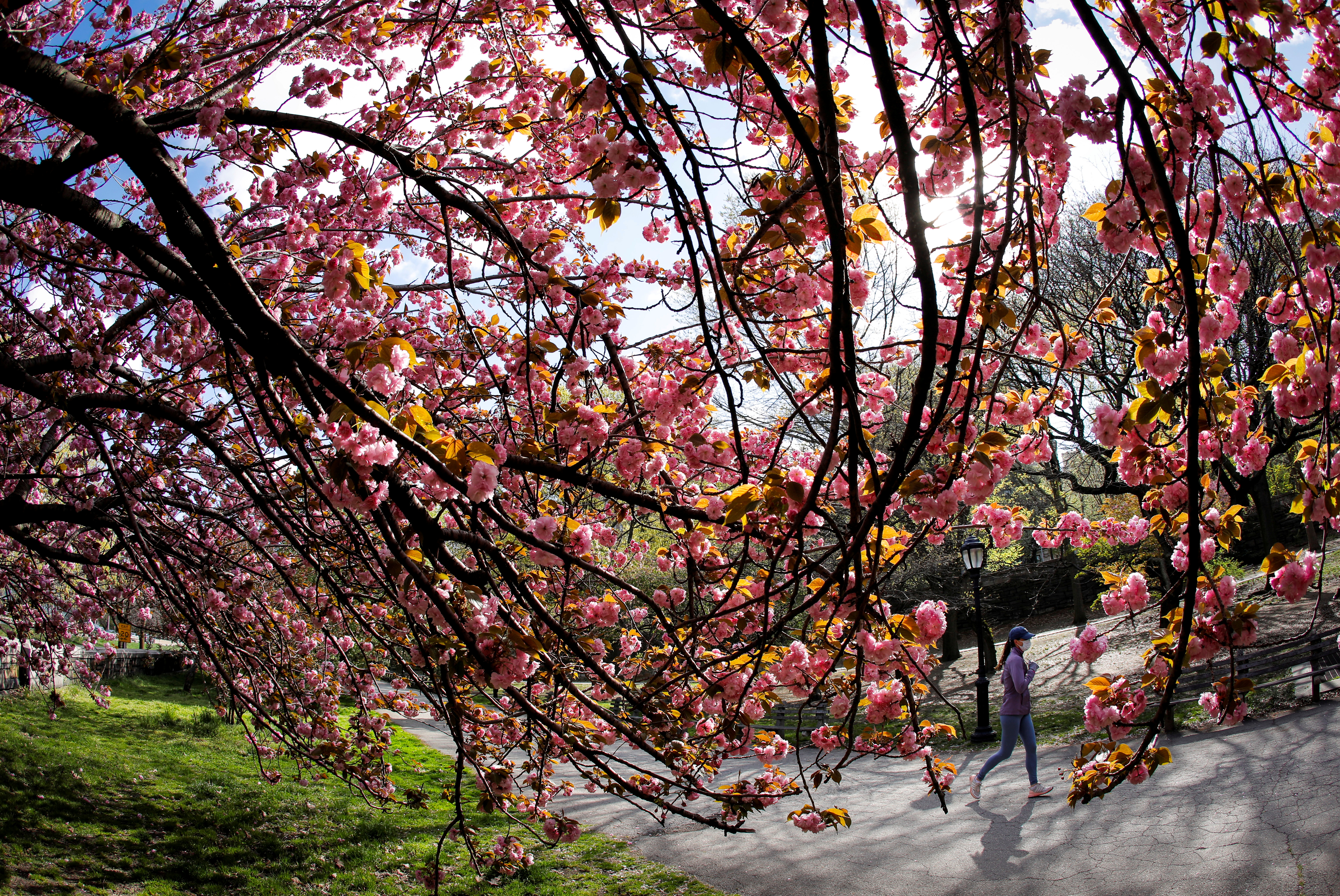 A woman jogs a path past blooming cherry trees on Earth Day in Manhattan's Riverside Park in New York City, New York, U.S., April 22, 2021. REUTERS/Mike Segar 
