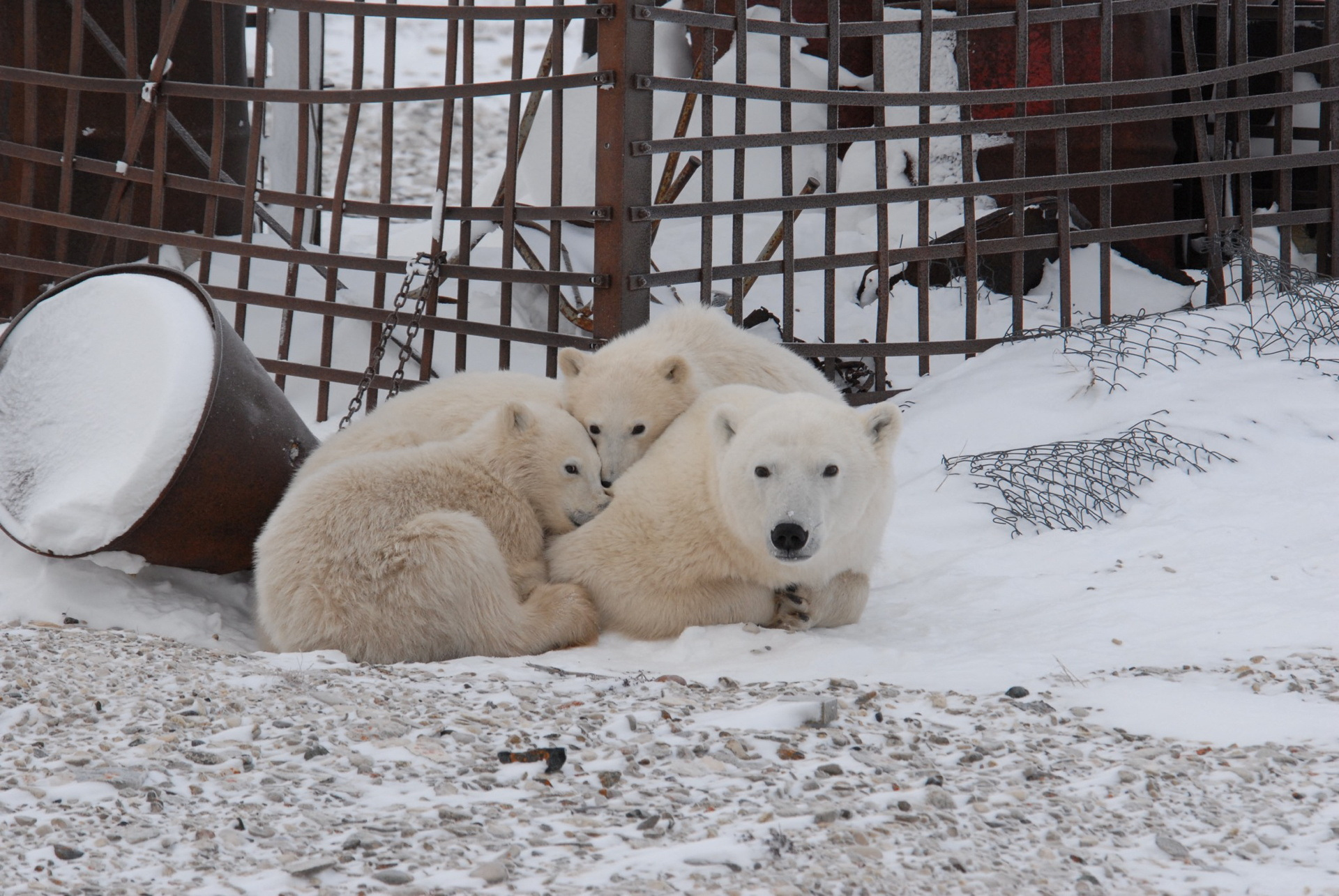 A mother polar bear huddles with her two cubs near Churchill