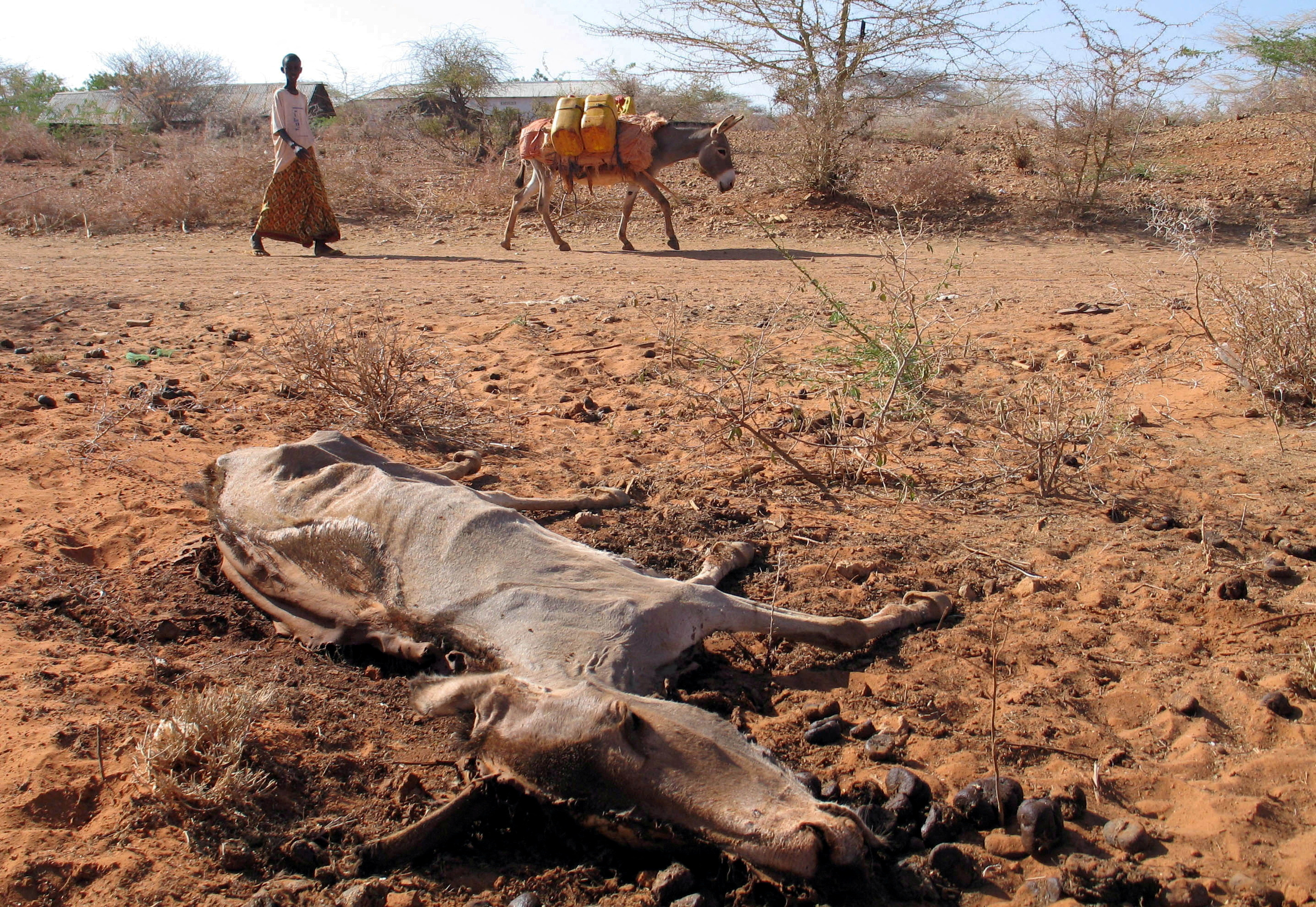 A Somali herdsman walks with his donkey past a carcass in Garbaharey