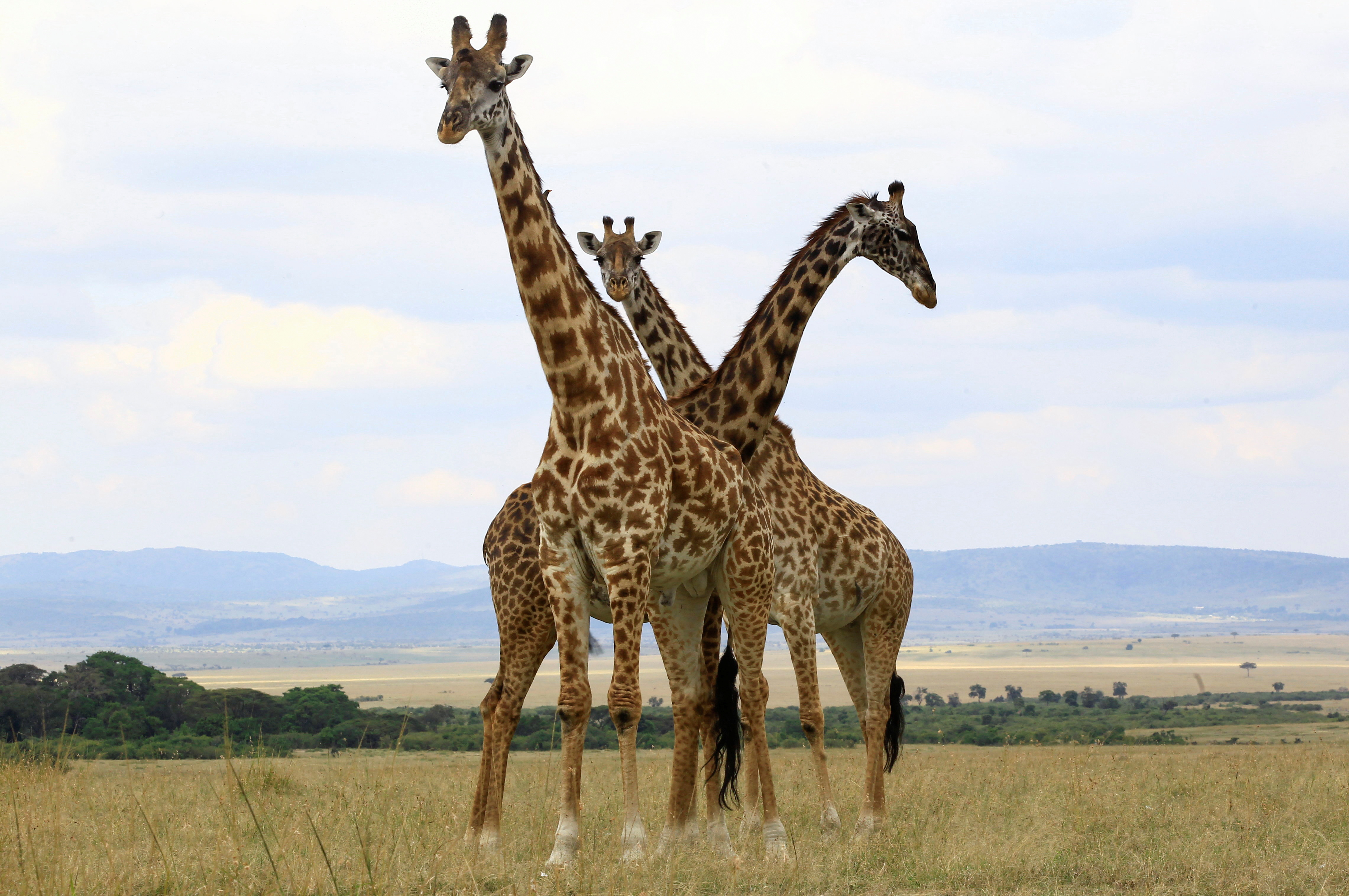 Giraffes stand together in the open plains at the Maasai Mara National Reserve in Narok County