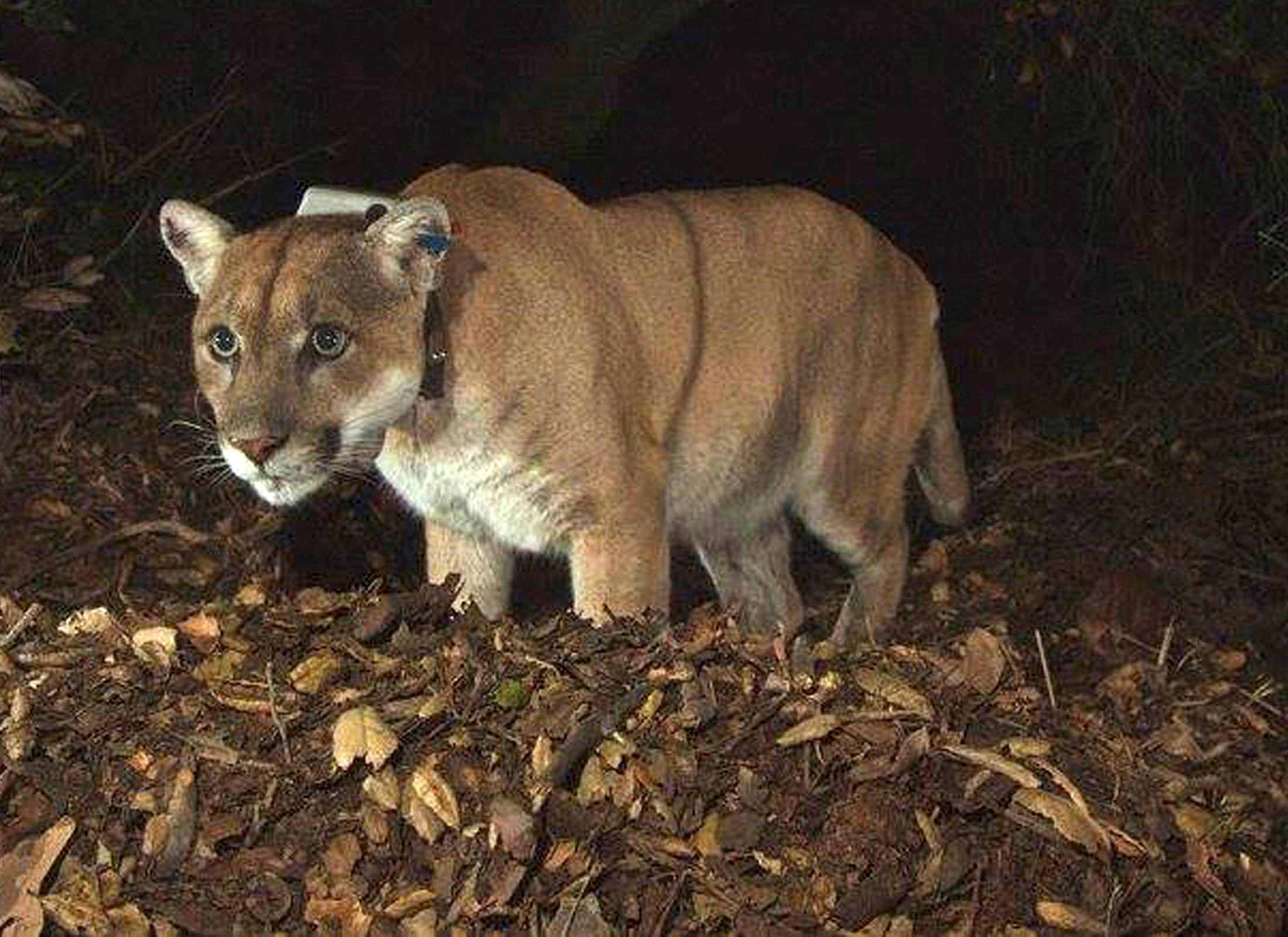 A remote camera photo of the Griffith Park mountain lion known as P-22