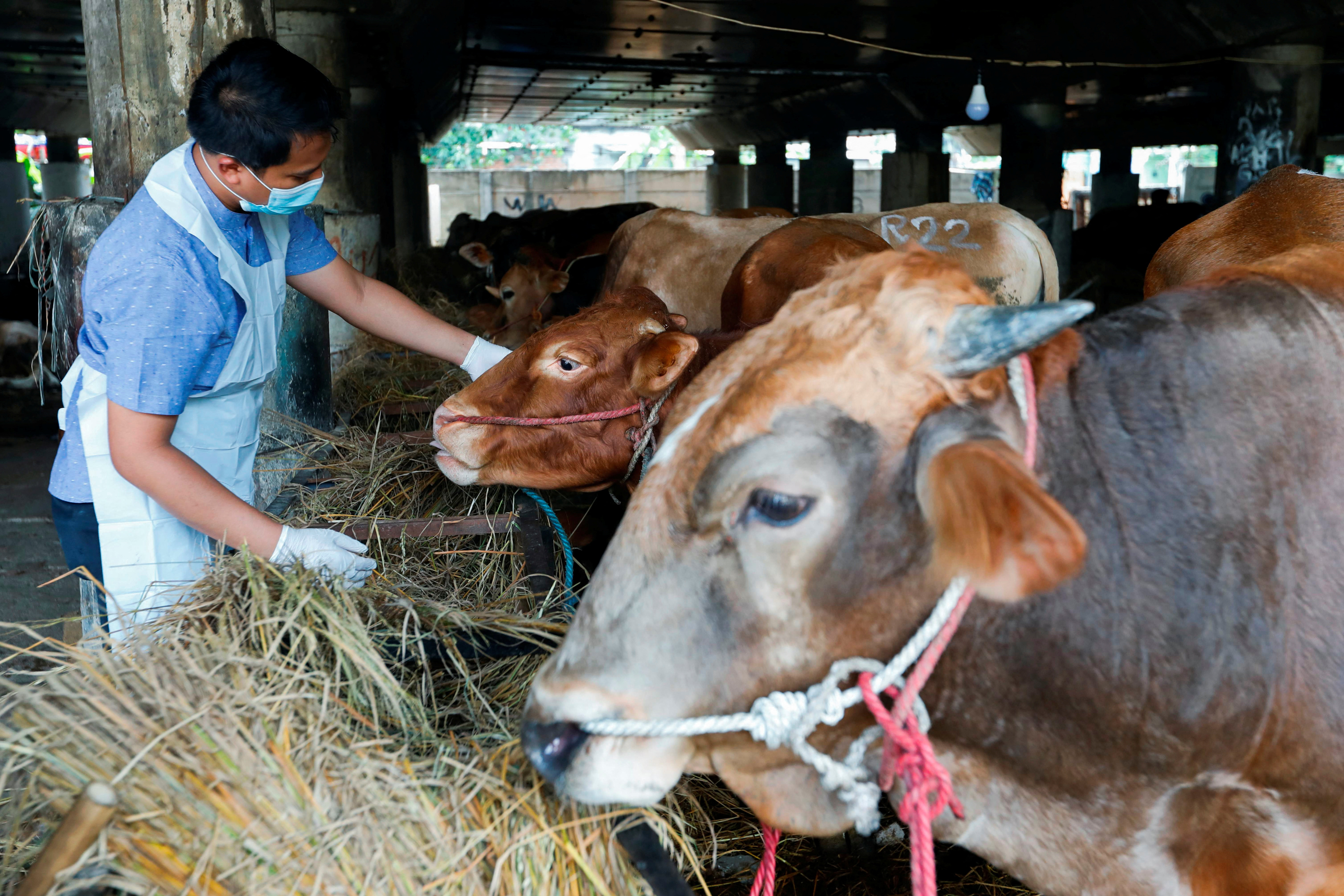 Measures to prevent foot and mouth disease spread for cattle, in Jakarta