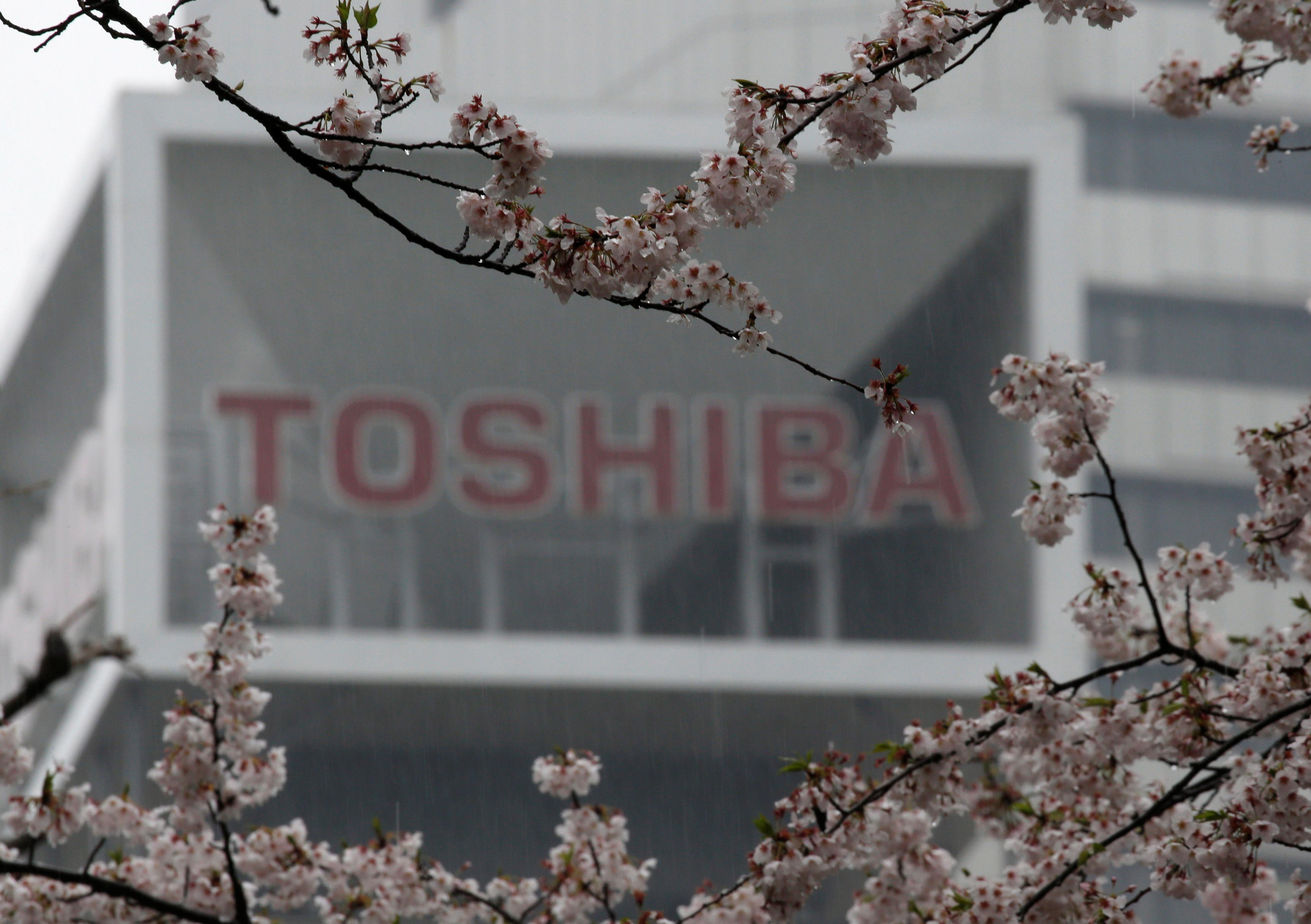 The logo of Toshiba Corp is seen behind cherry blossoms at the company's headquarters in Tokyo