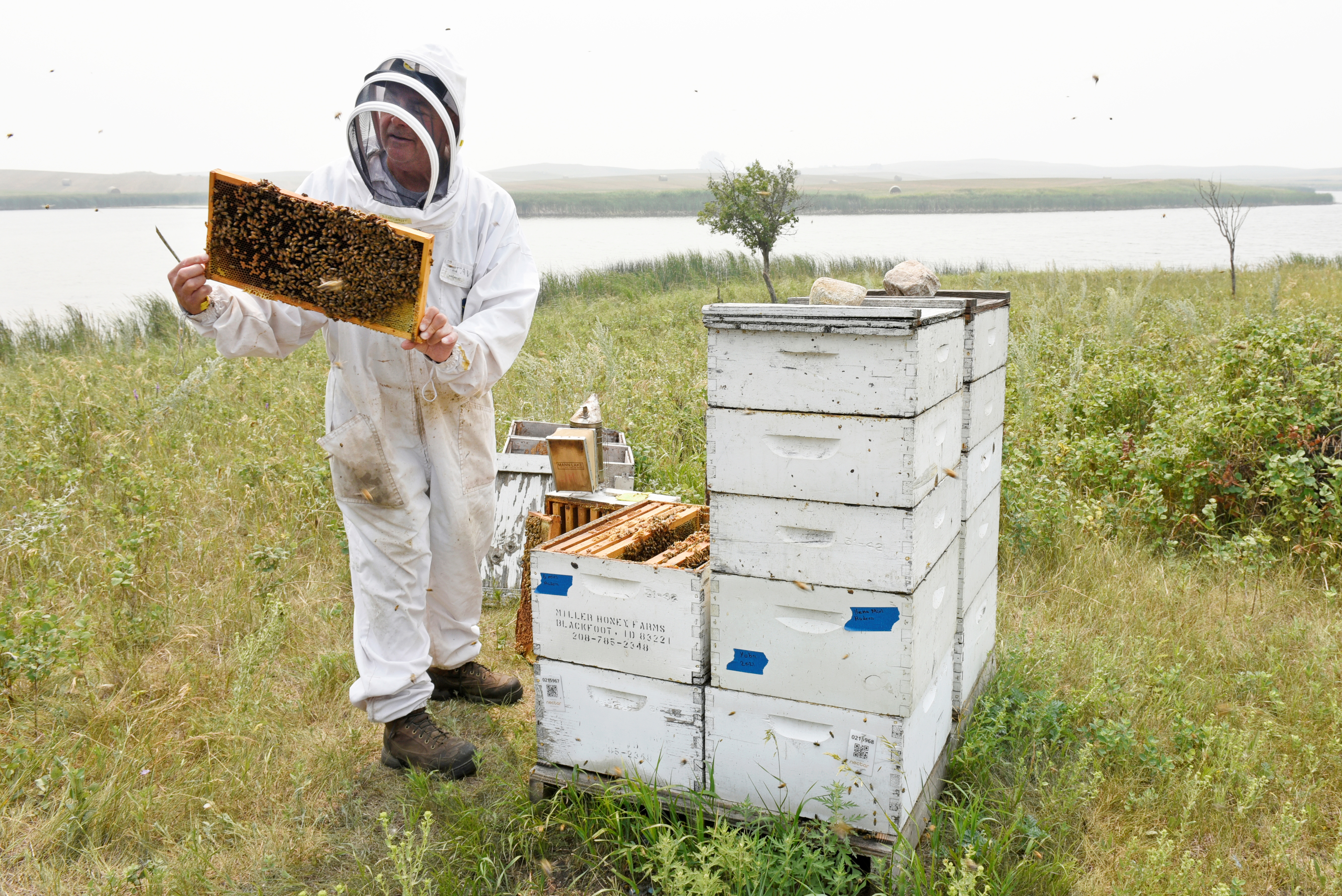 Honey bee health: managing and reducing the risks