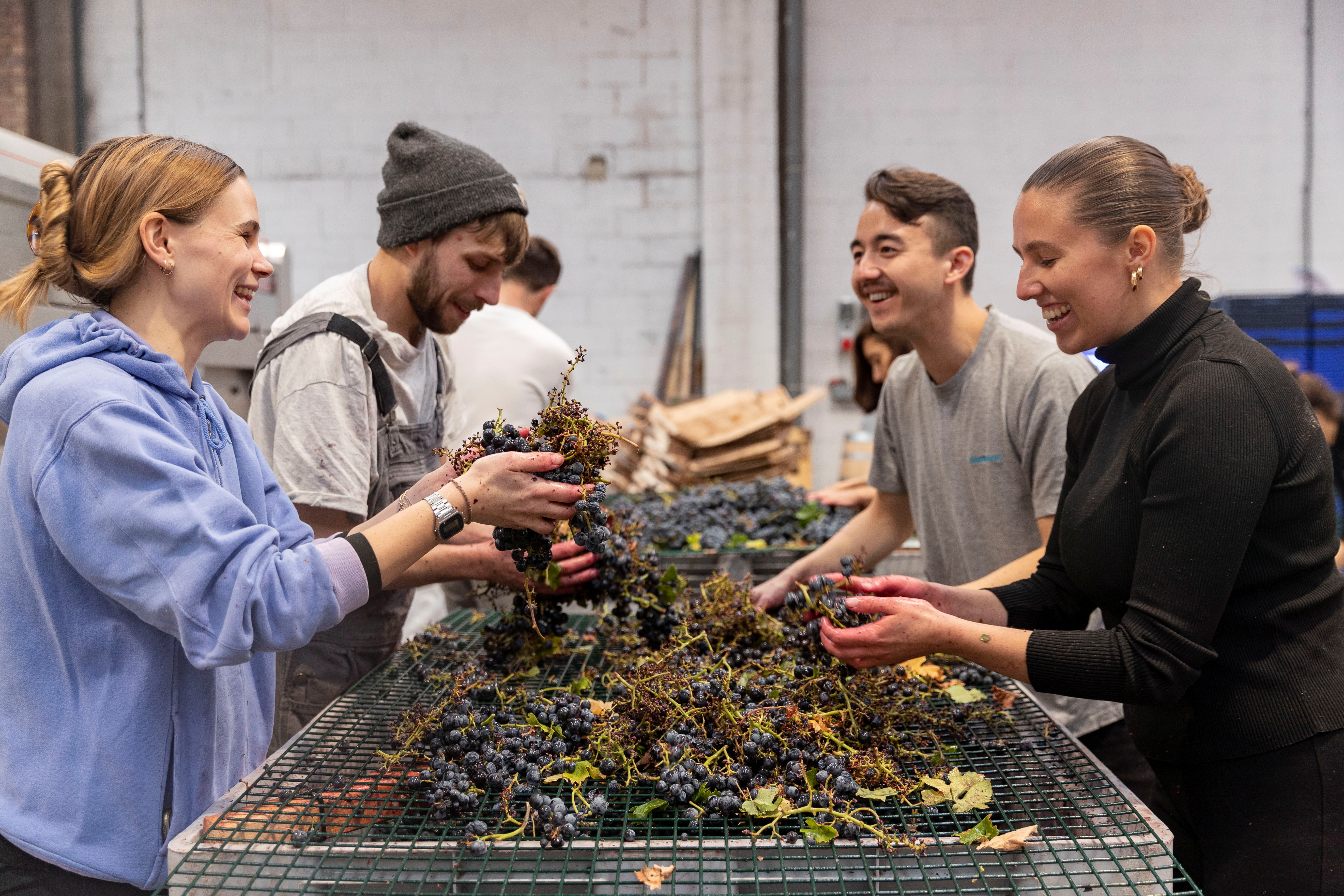 Volunteers de-stem grapes by hand at the Renegade Urban Winery in London