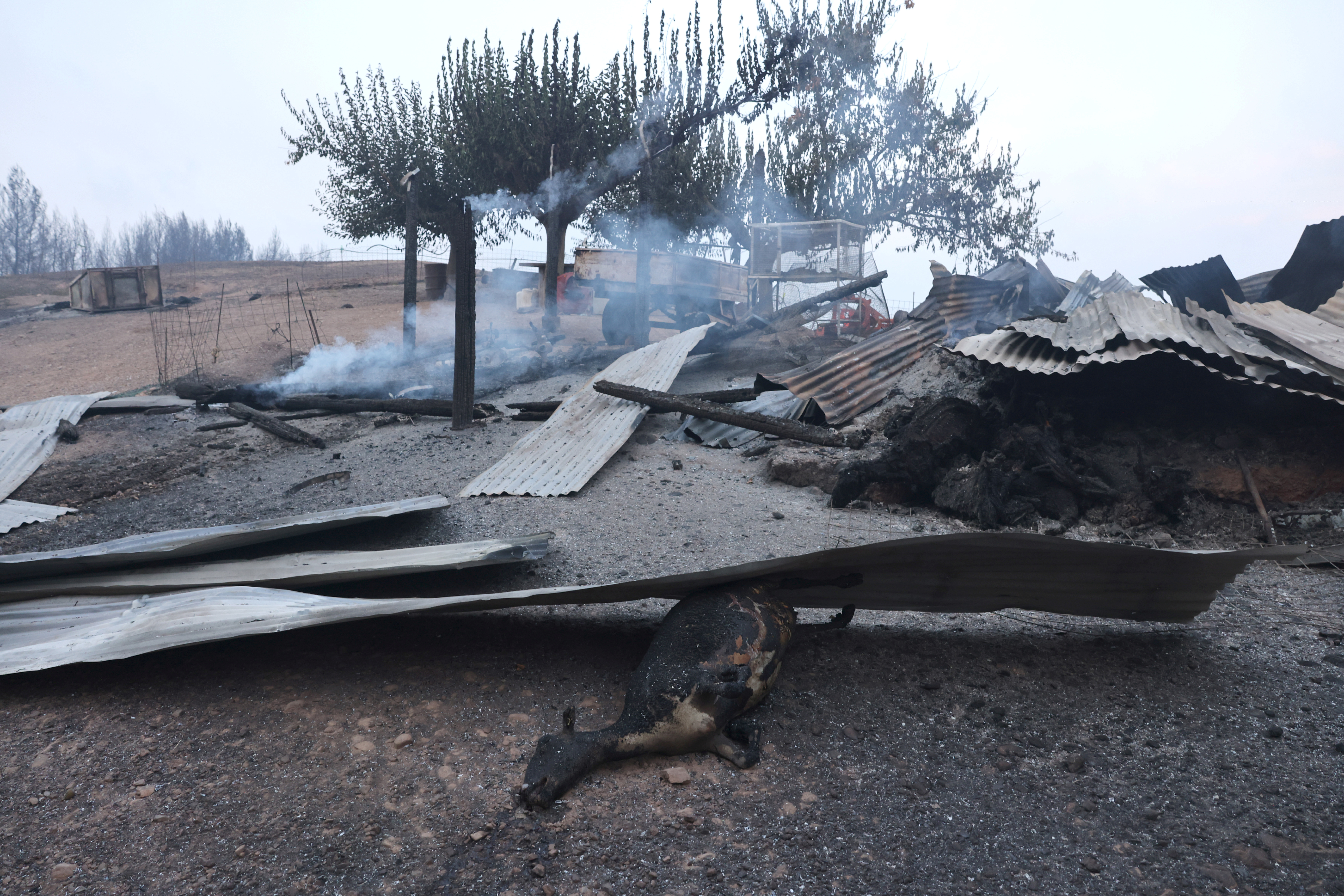A dead animal lies on the ground in a farm following a wildfire in the village of Lasdikas near ancient Olympia, Greece, August 6, 2021. REUTERS/Giorgos Moutafis