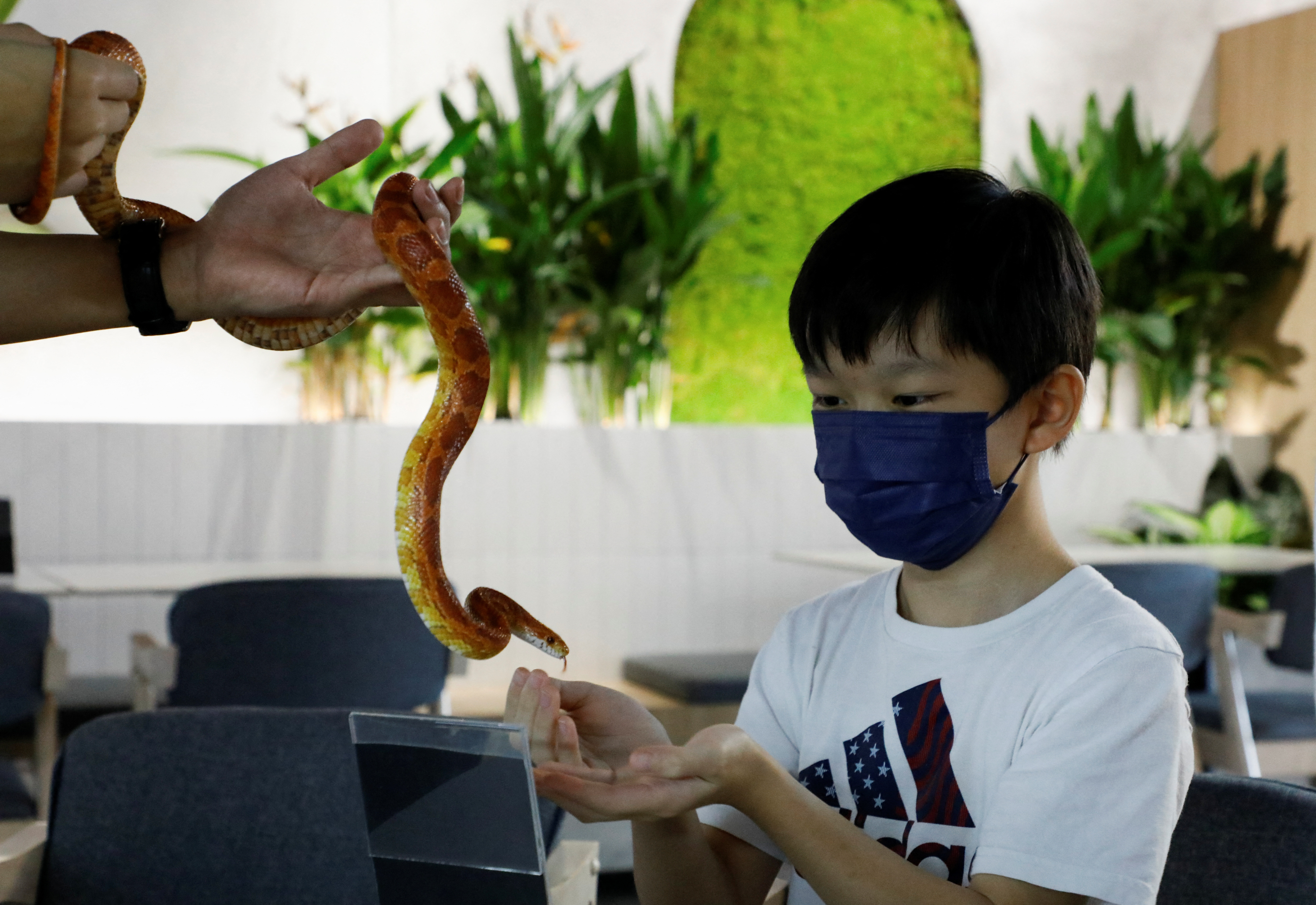 Felix Goh, 11, a visitor at Fangs by Dekori cafe, holds a corn snake at the reptile-themed cafe in Subang Jaya
