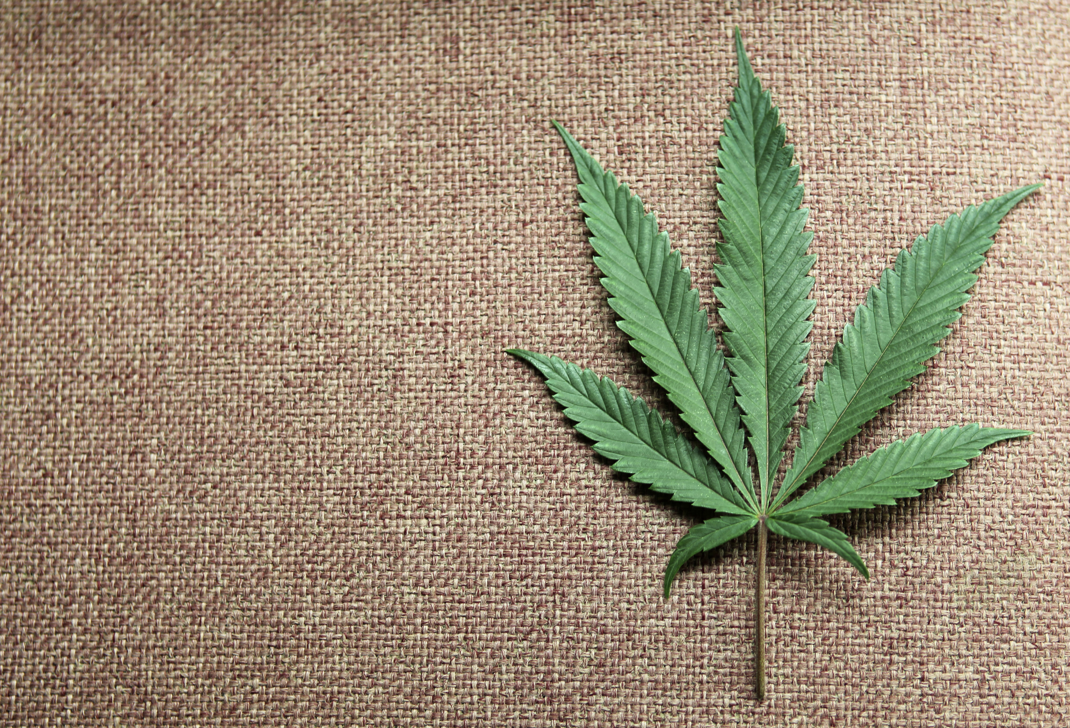 A marijuana leaf is displayed at Canna Pi medical marijuana dispensary in Seattle, Washington. REUTERS/Anthony Bolante