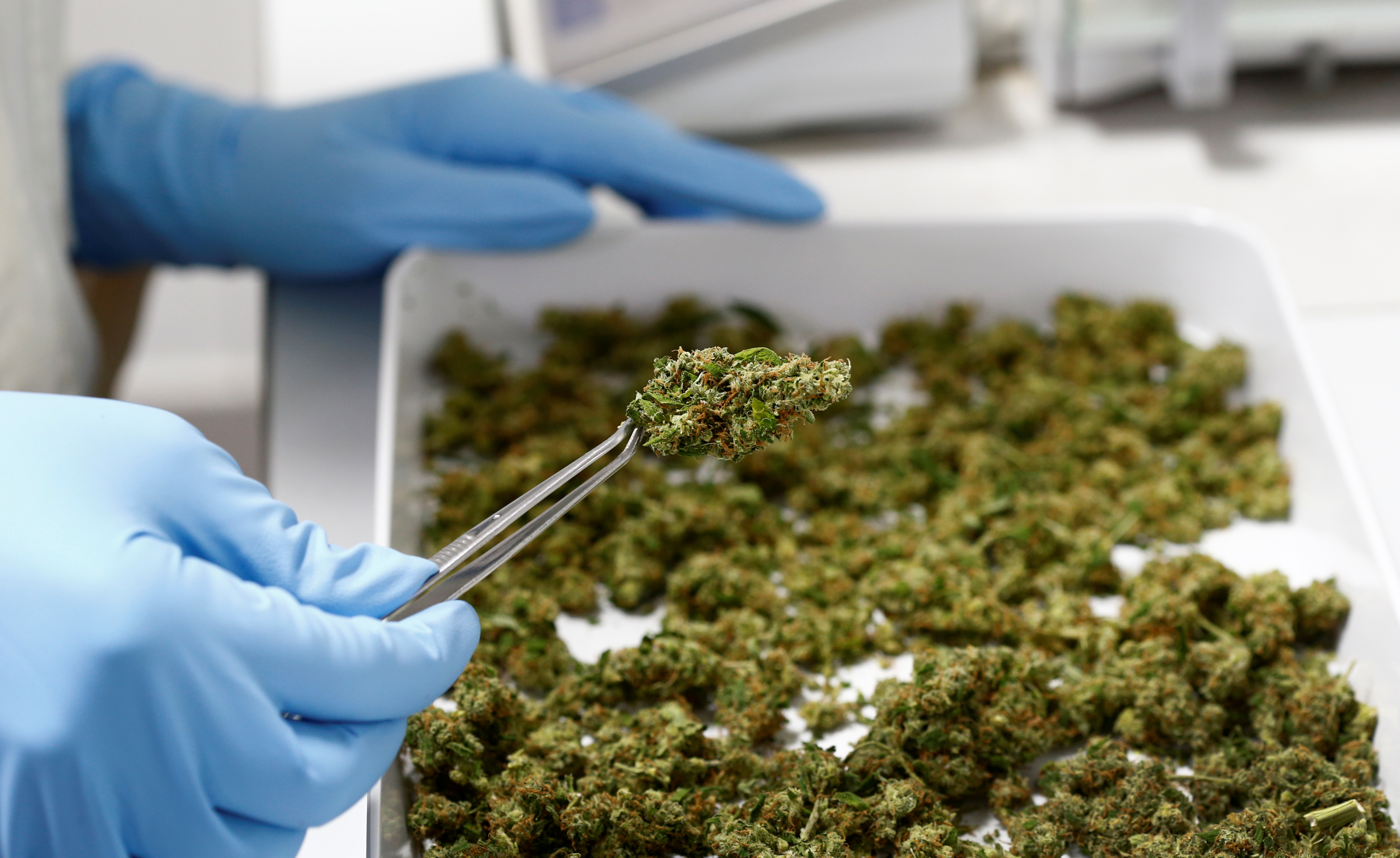 An employee holds up cannabis in the laboratory at the headquarters of herbal medicines manufacturer Bionorica in Neumarkt