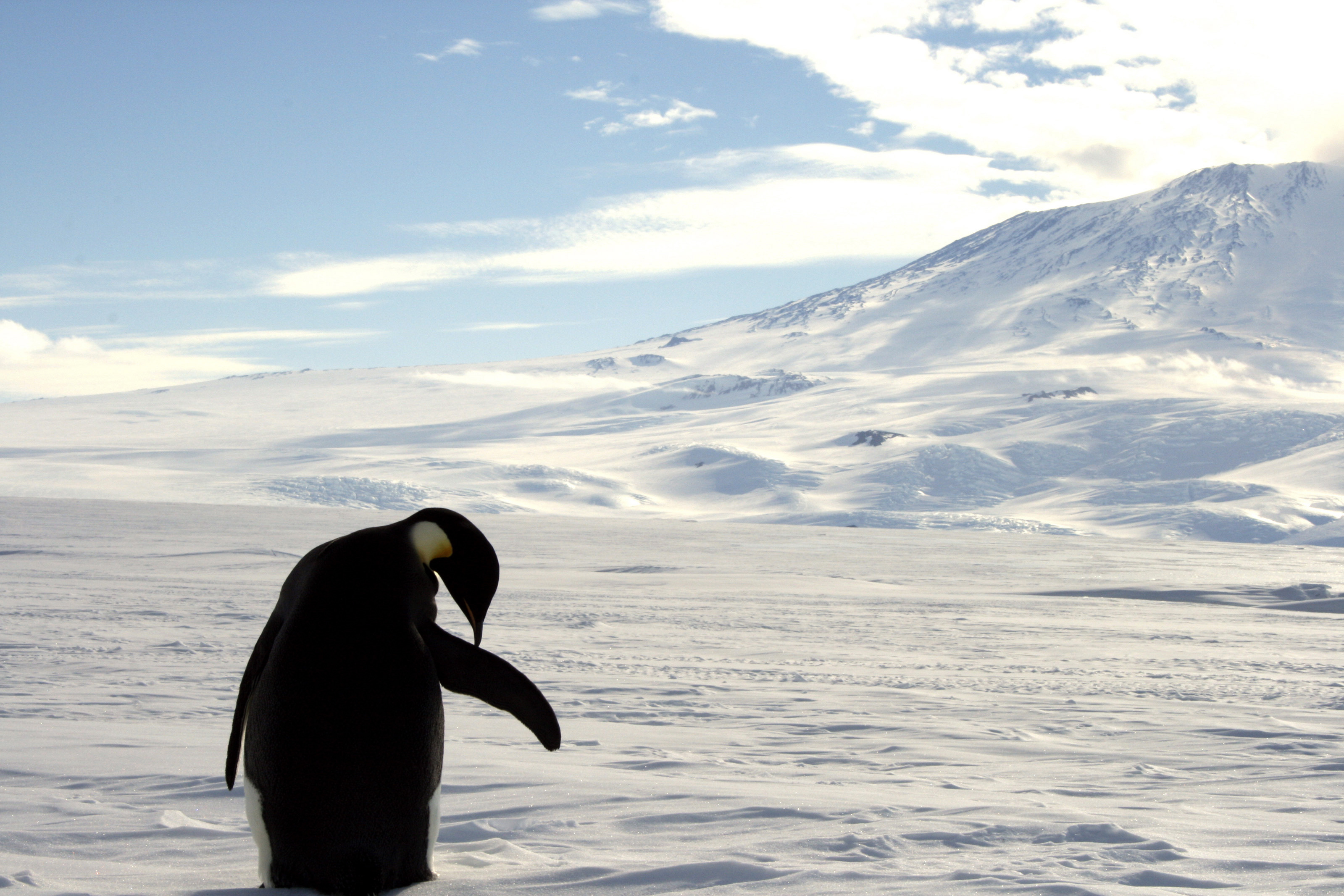 A foraging Emperor penguin preens on snow-covered sea ice around the base of the active volcano Mount Erebus