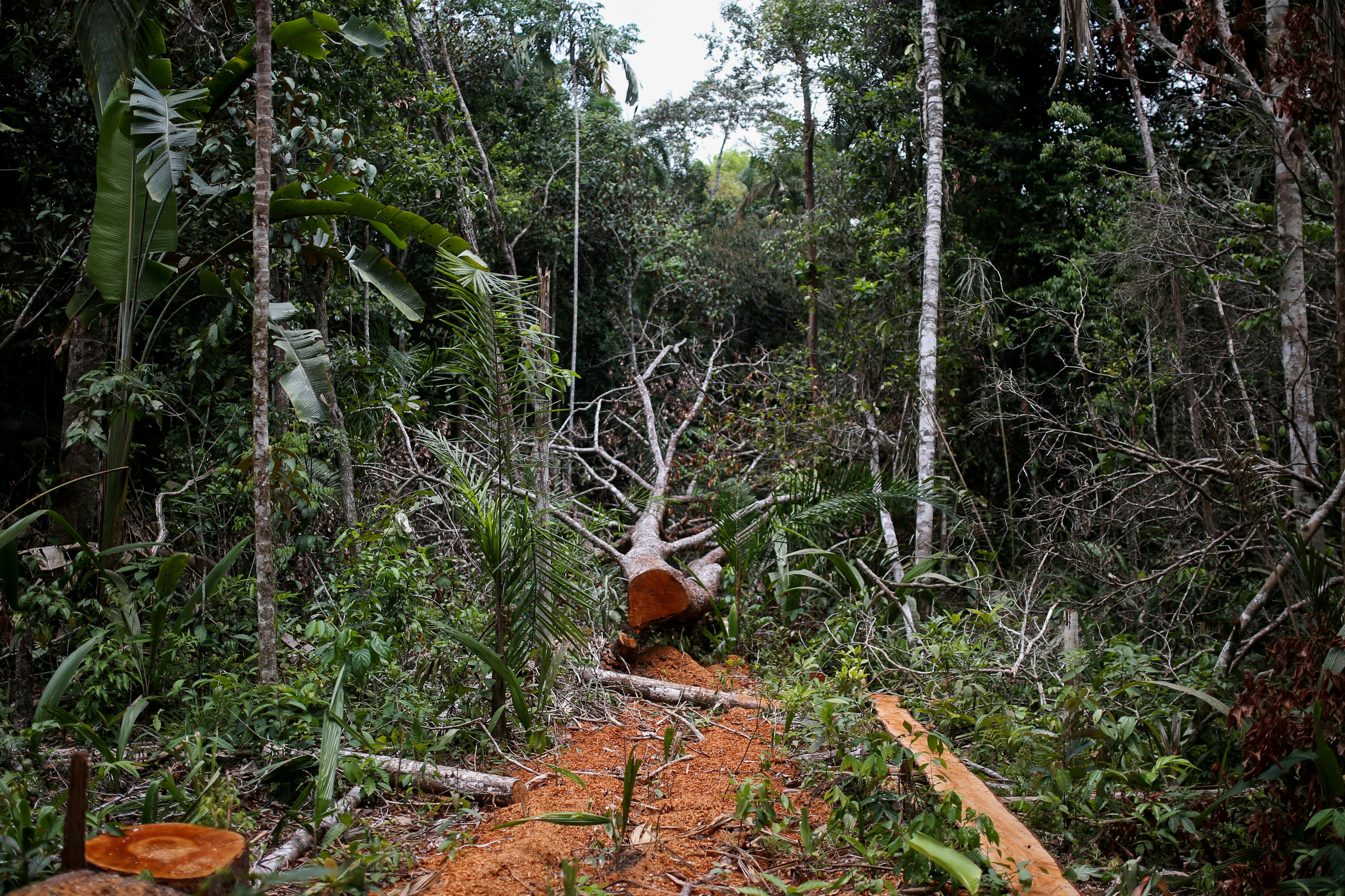 A felled tree is seen in the middle of a deforested area of the Yari plains, in Caqueta