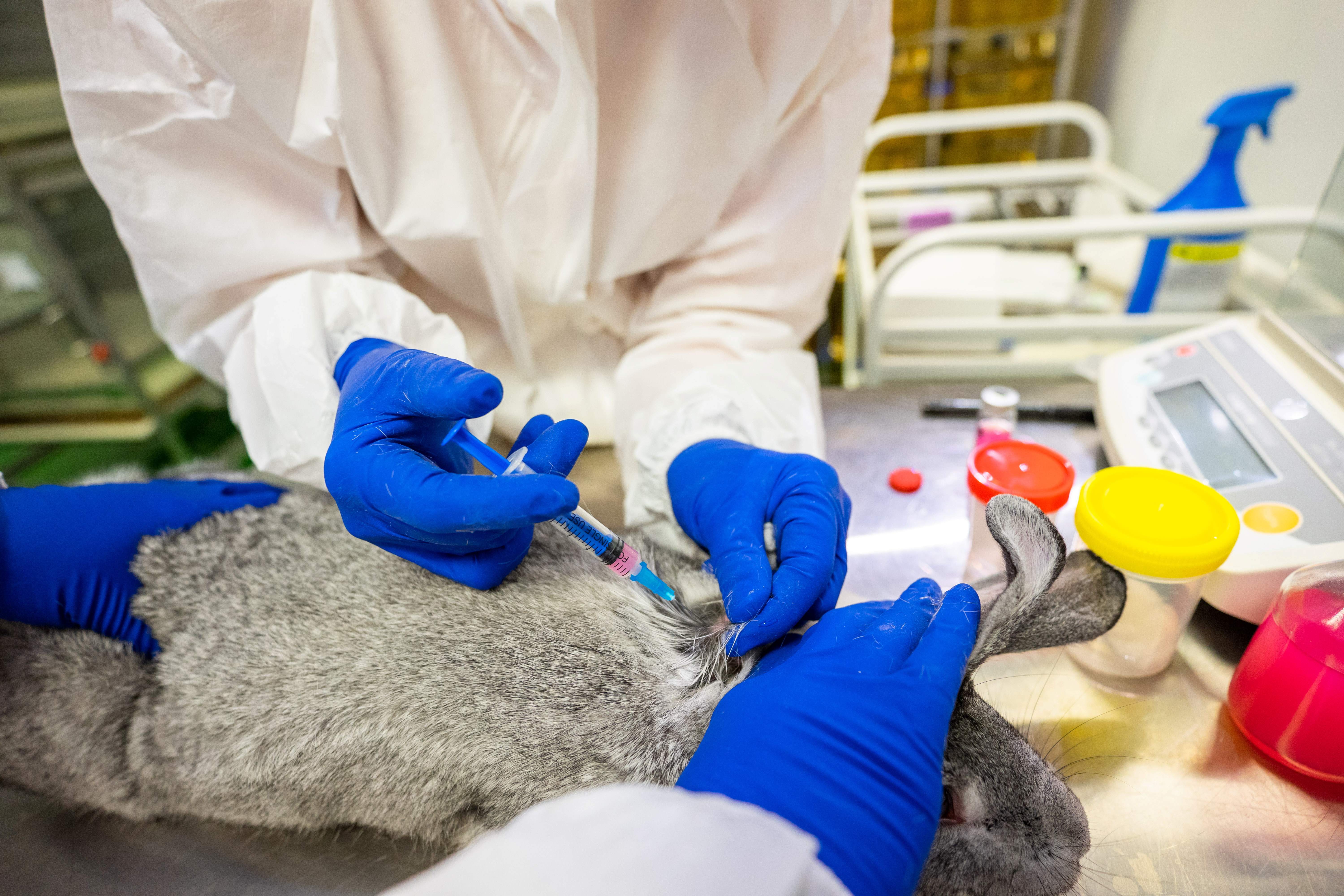 Specialists give an injection to a rabbit at a laboratory of the Federal centre for animal health during the development of a vaccine against the coronavirus disease (COVID-19) for animals, in Vladimir, Russia December 9, 2020.  VETANDLIFE.RU/Handout via REUTERS 