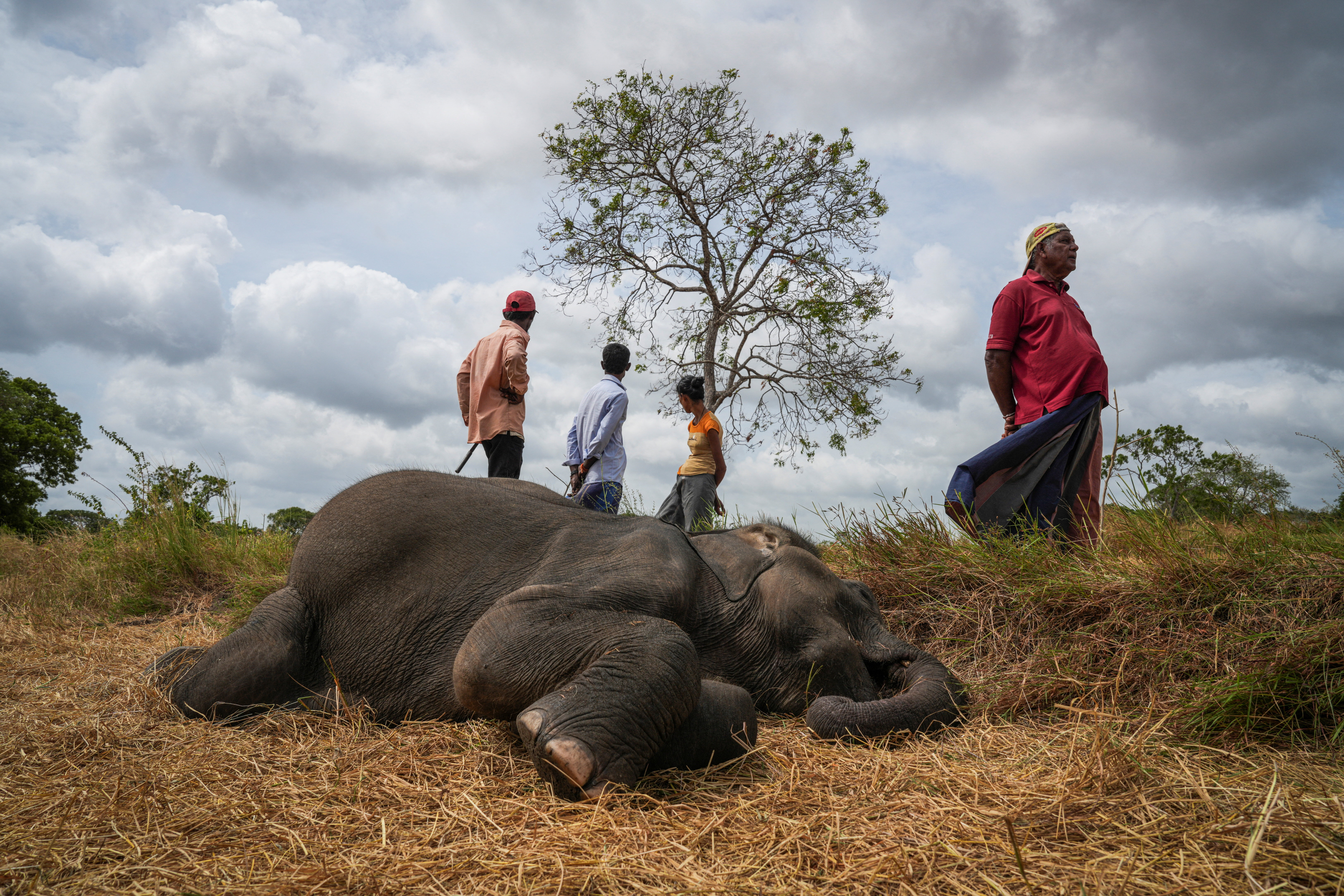 Sri Lanka’s Human-Elephant Conflict Takes a Deadly Toll