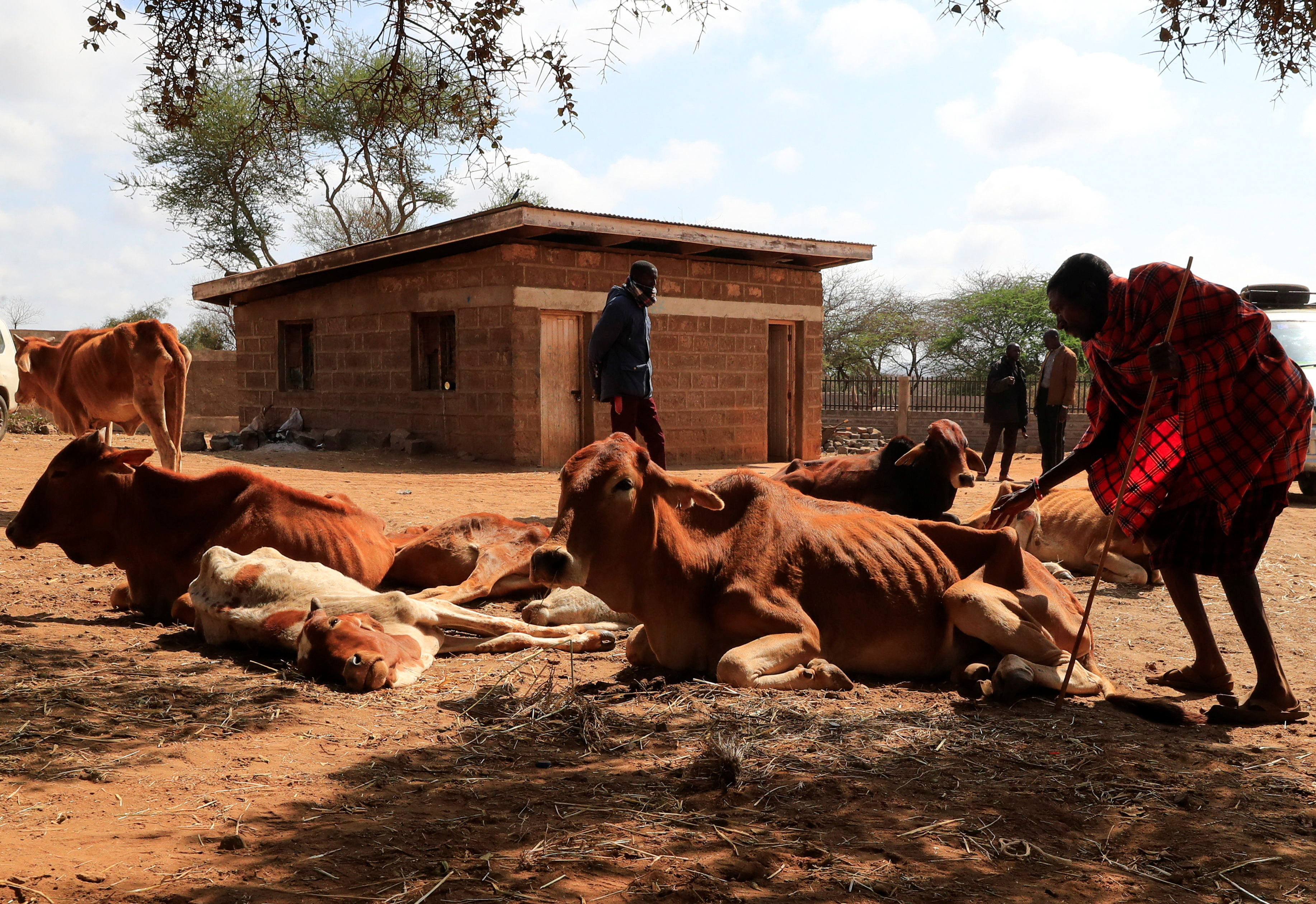 Drought in Kenya forces Maasai herders to sell emaciated cattle in Kajiado
