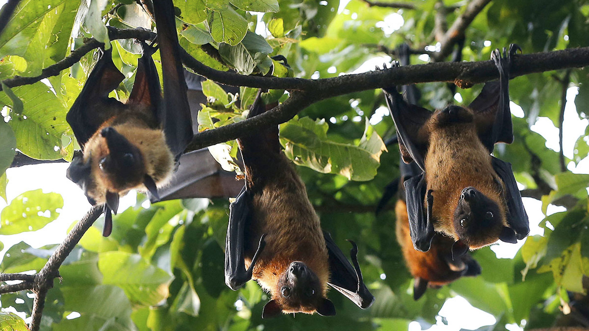 Outbreaks of the Nipah virus have been traced back to flying foxes, a fruit bat found across tropical Asia. Above, the animals hang from a tree in the Indian state of Kerala. REUTERS/Sivaram V