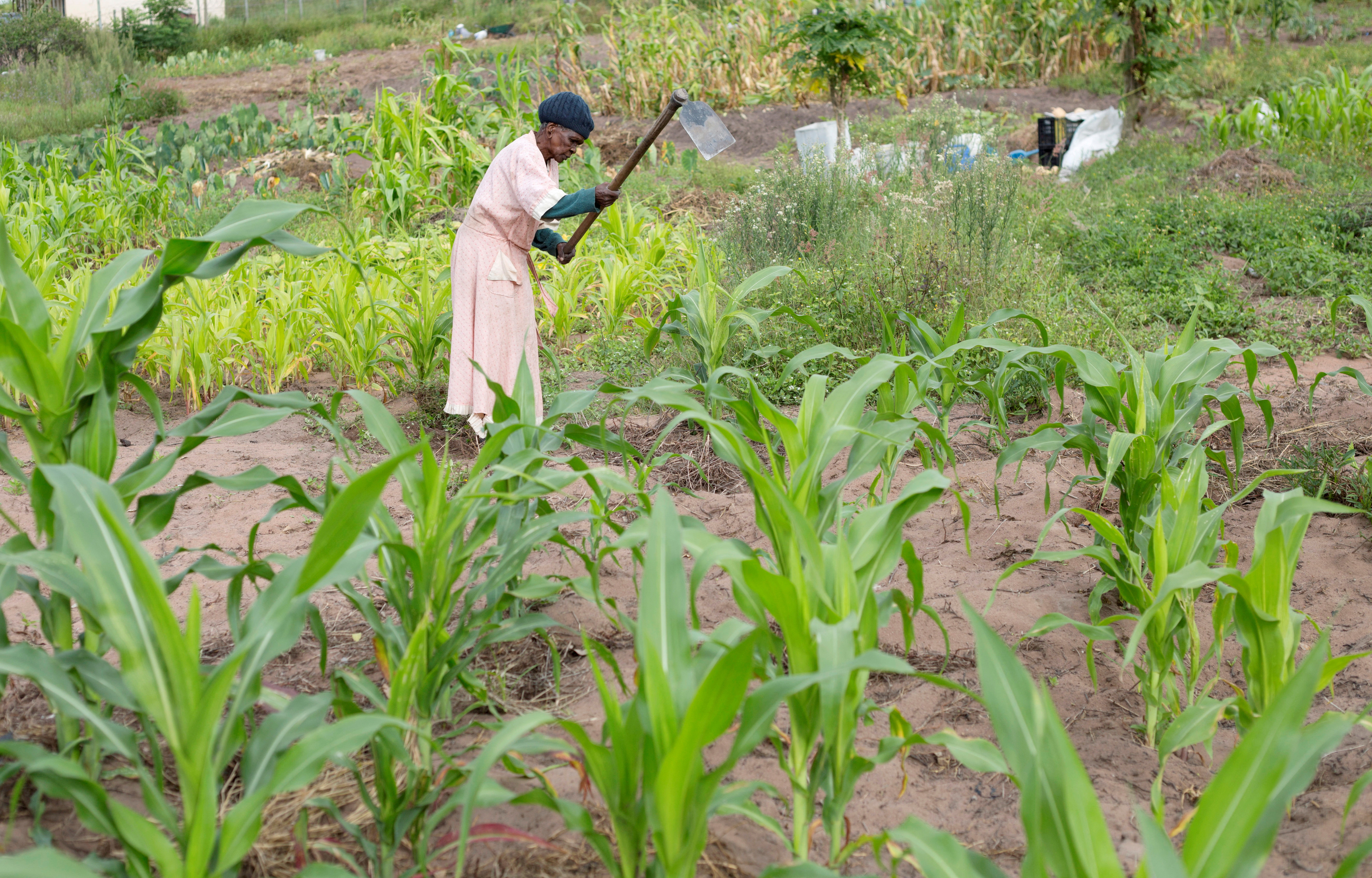 A woman works in a communal vegetable garden in KwaNdengezi