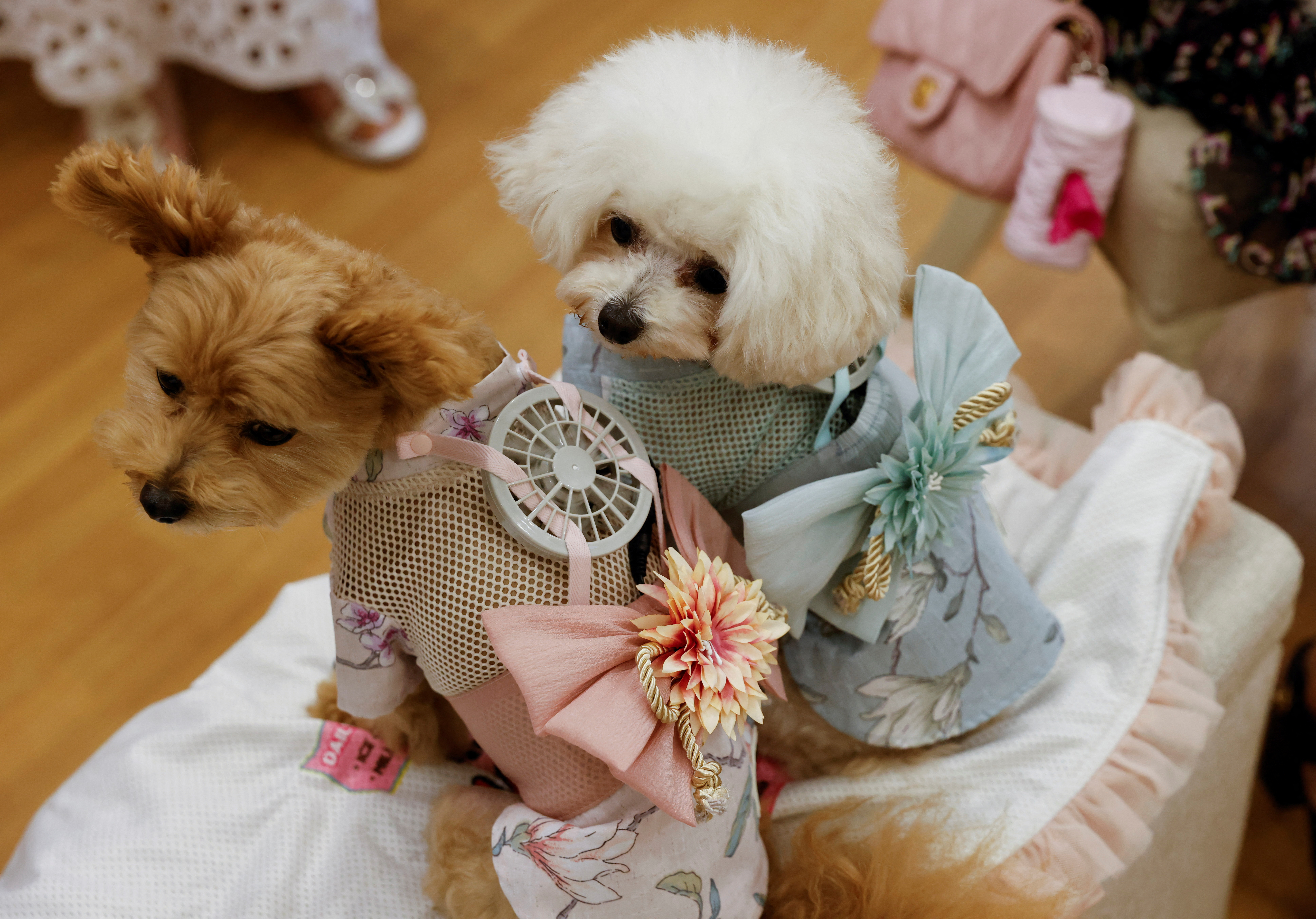 A pet dogs Moco and Purin are seen with wearable battery-powered 'air conditioner' for pets in Tokyo, Japan
