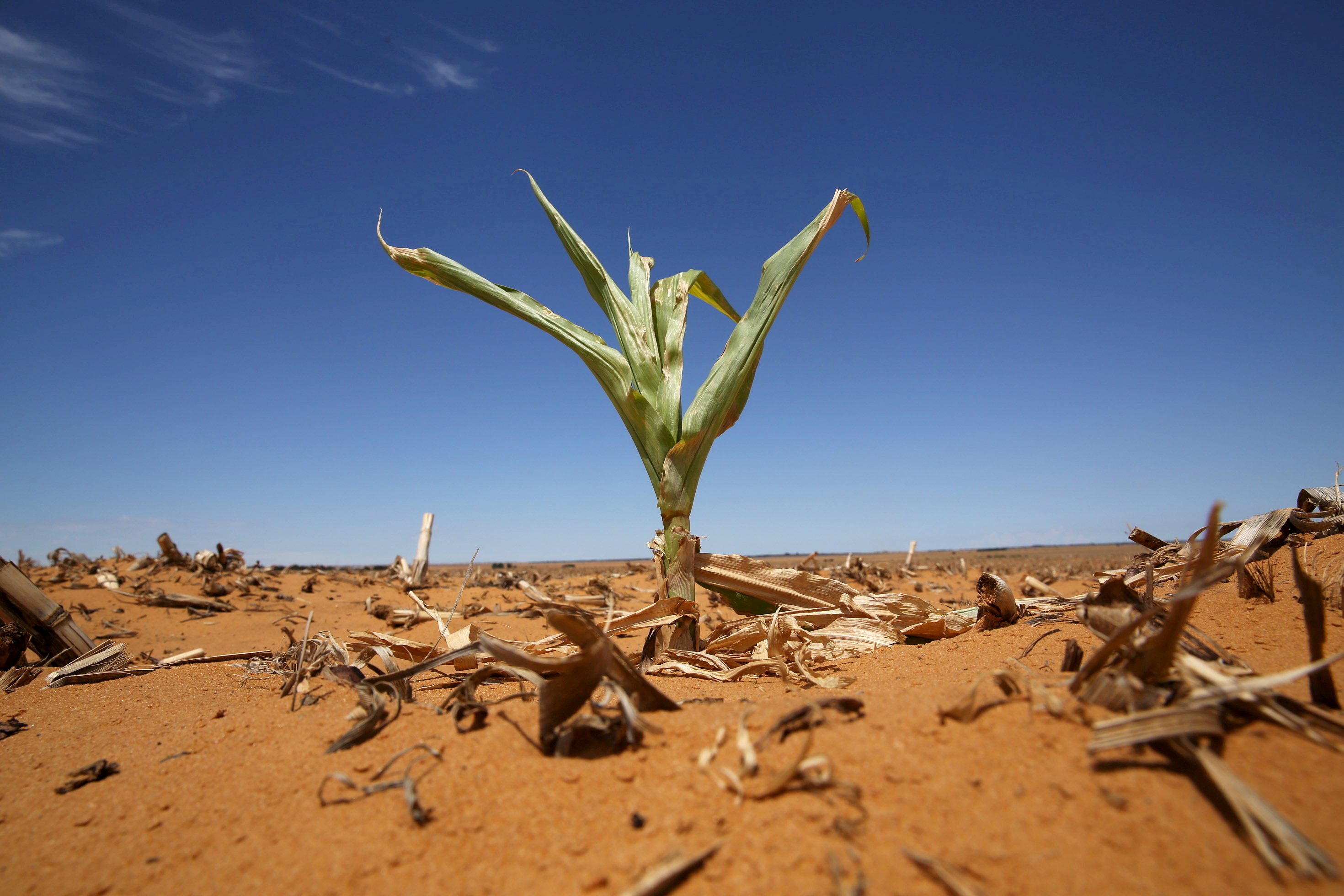 A maize plant is seen among other dried maize at a field in Hoopstad, a maize-producing district in the Free State province