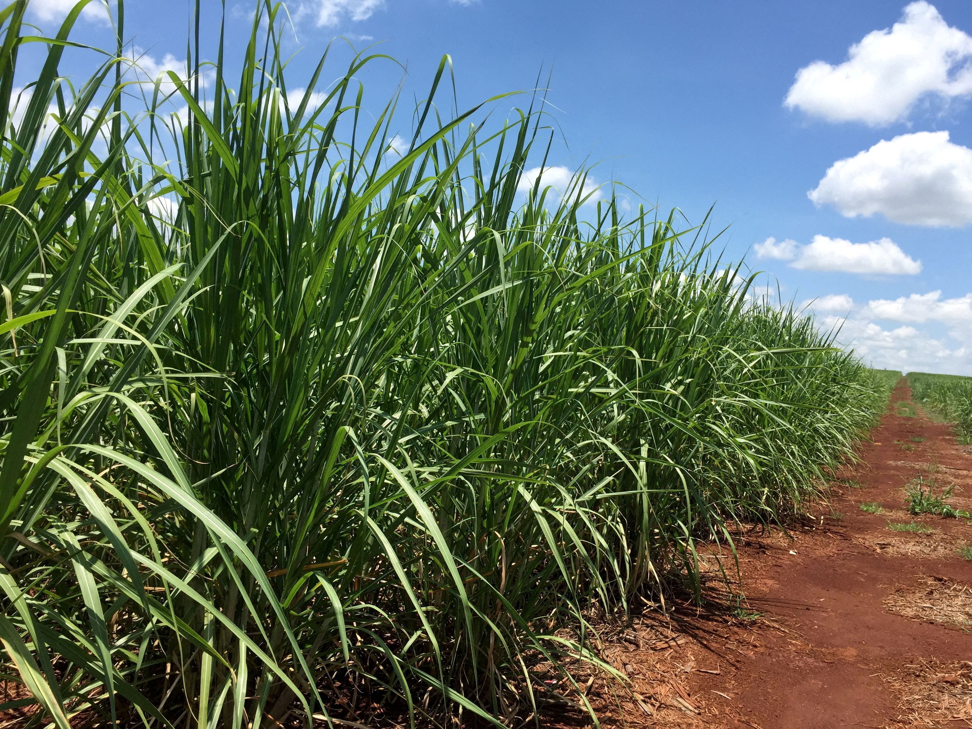 Sugarcane field in development stage is seen at a farm in Jacarezinho