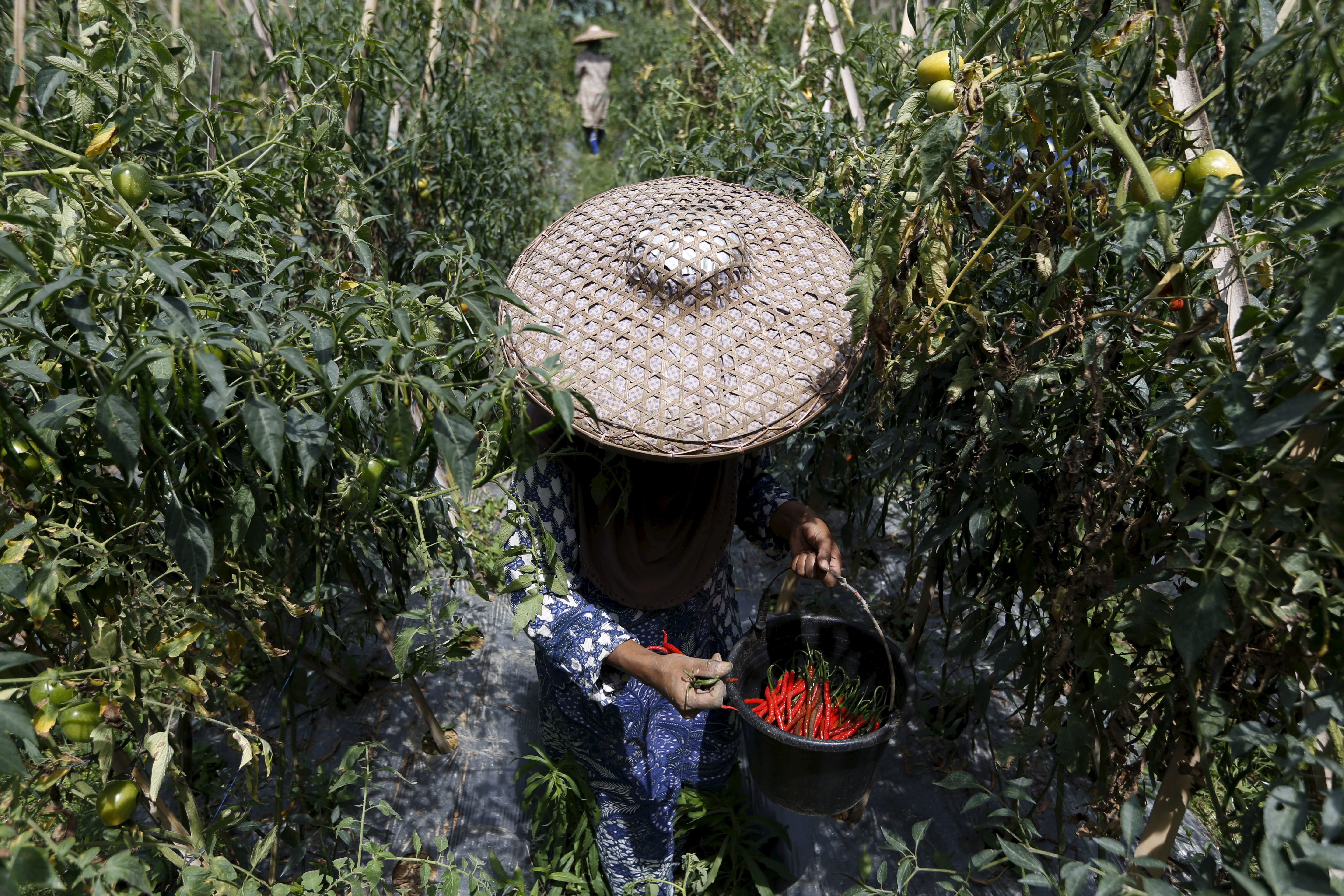 A woman picks chillies during harvest in Indonesia