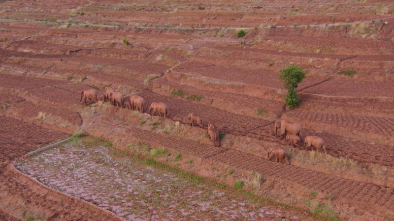 elephant aerial view