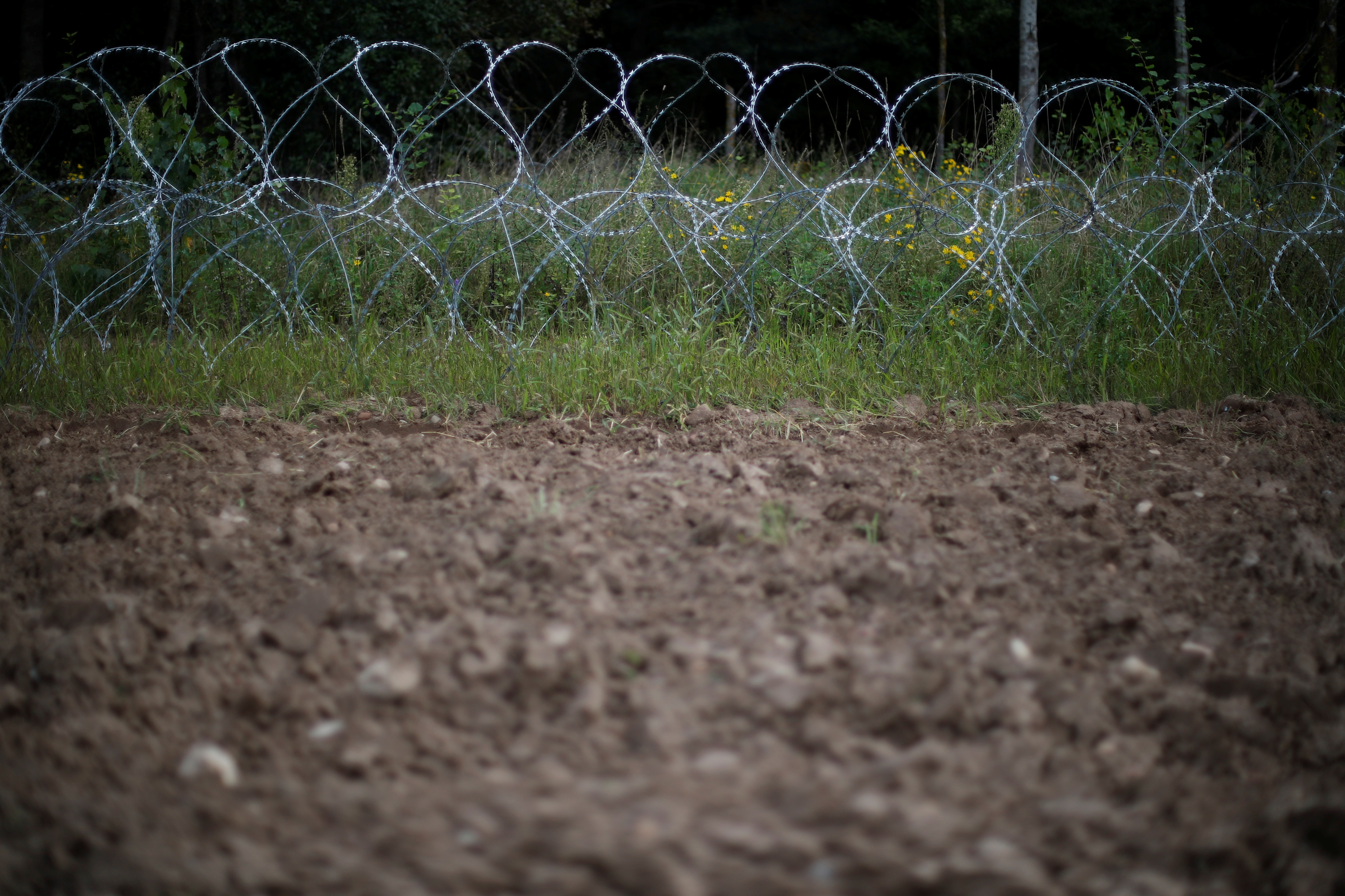 Barbered wire is pictured at the Polish-Belarusian border near the village of Usnarz Gorny