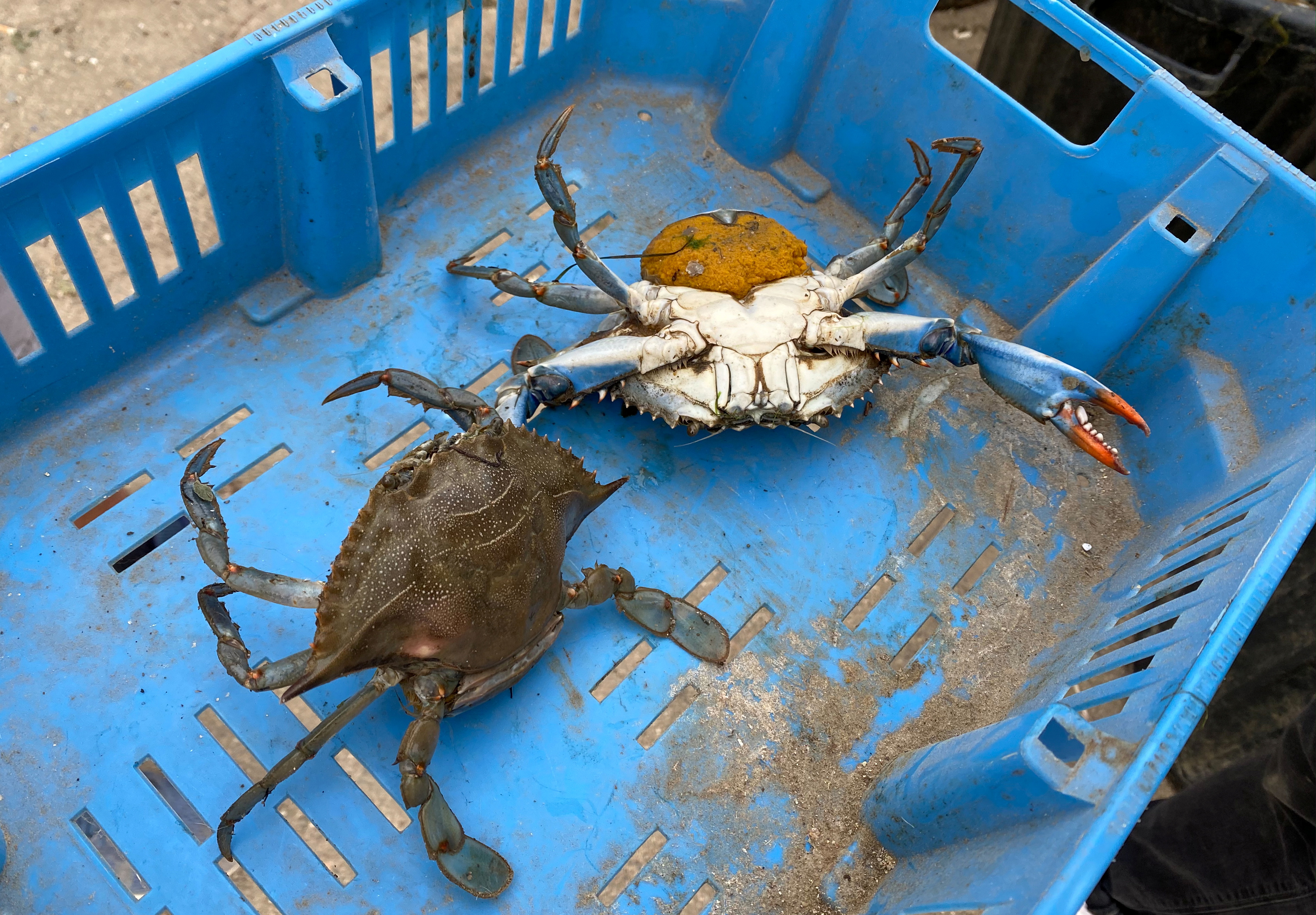 On French Mediterranean, invasive blue crab wreaks havoc on local