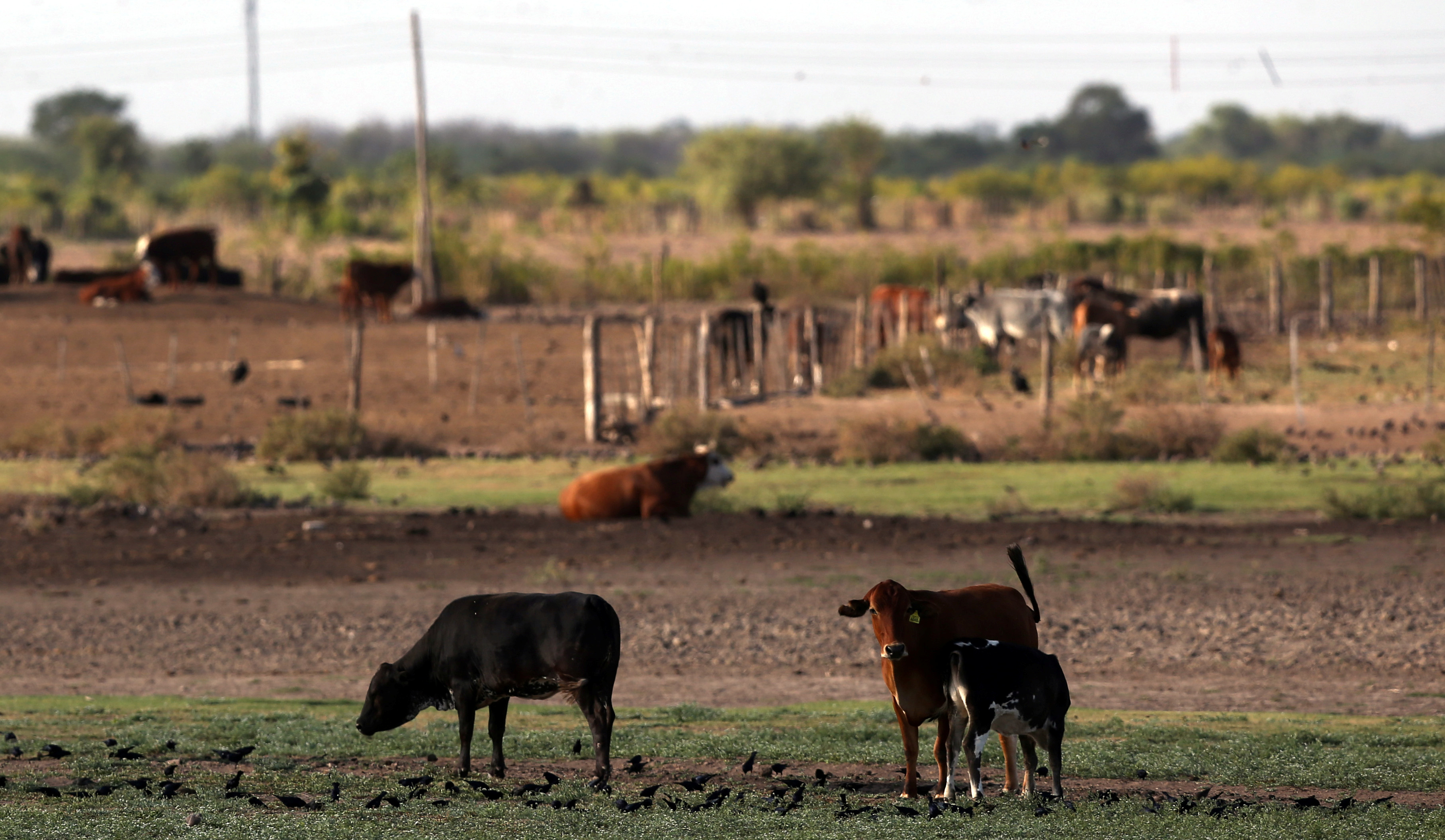Cows graze on a farm near Santiago del Estero