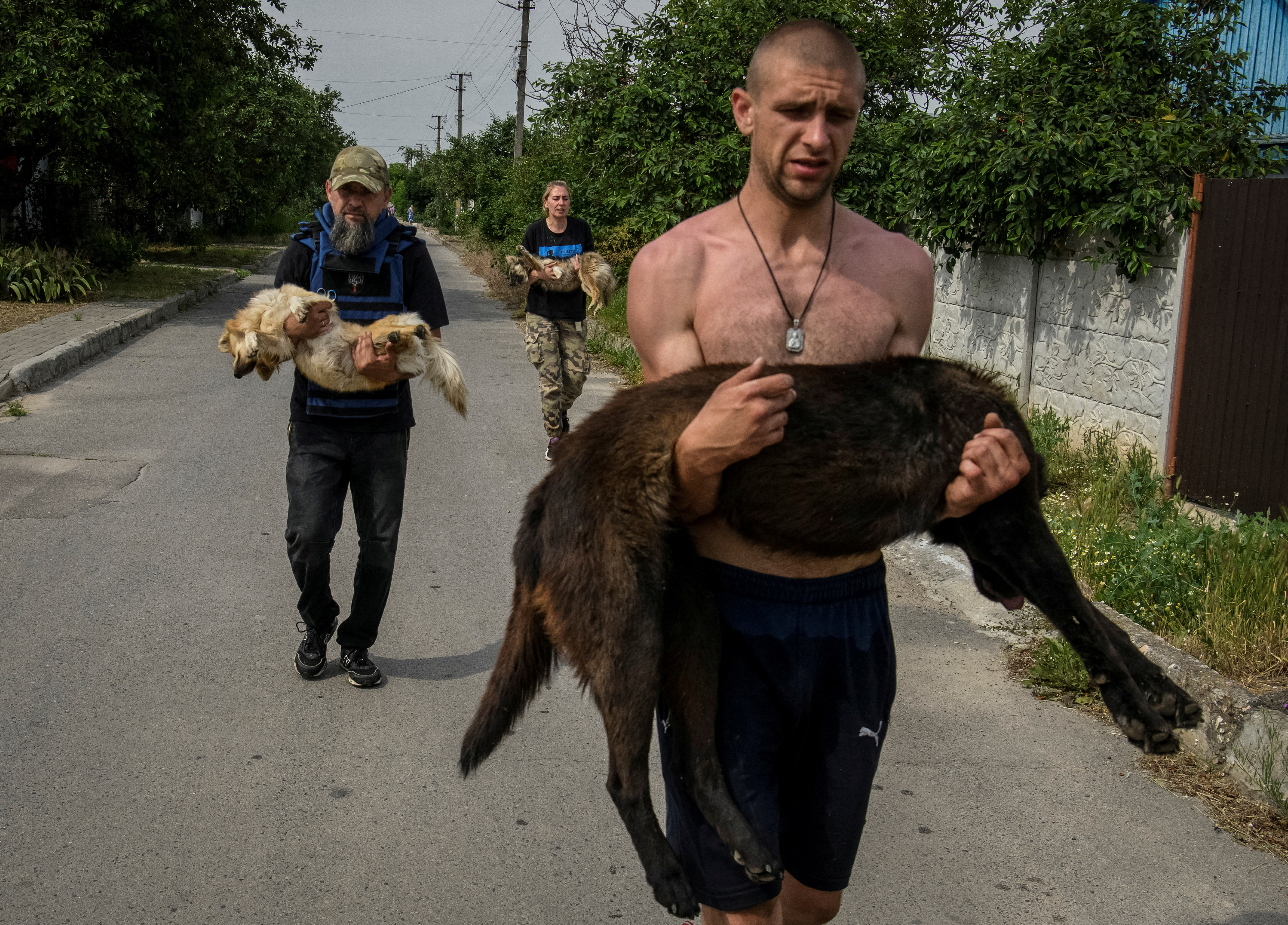Volunteers evacuate dogs, previously sedated, from a flooded area after the Nova Kakhovka dam breached, in Kherson