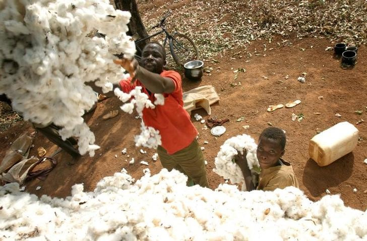 - PHOTO TAKEN 08DEC05 - Lefara Soro, 33, (L) and his son harvest cotton in the Korhogo region in nor..