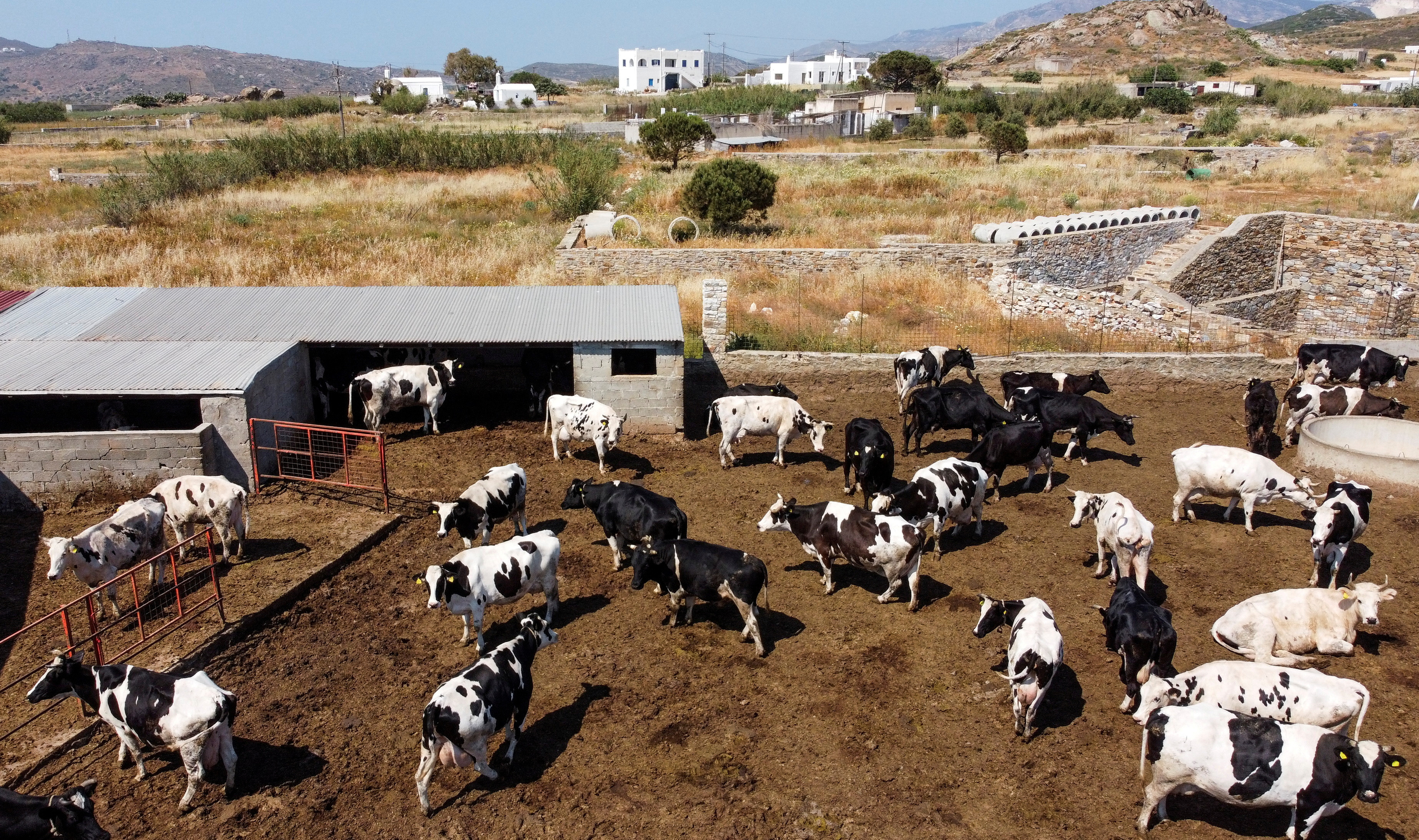 Cows are seen on a farm on the island of Naxos