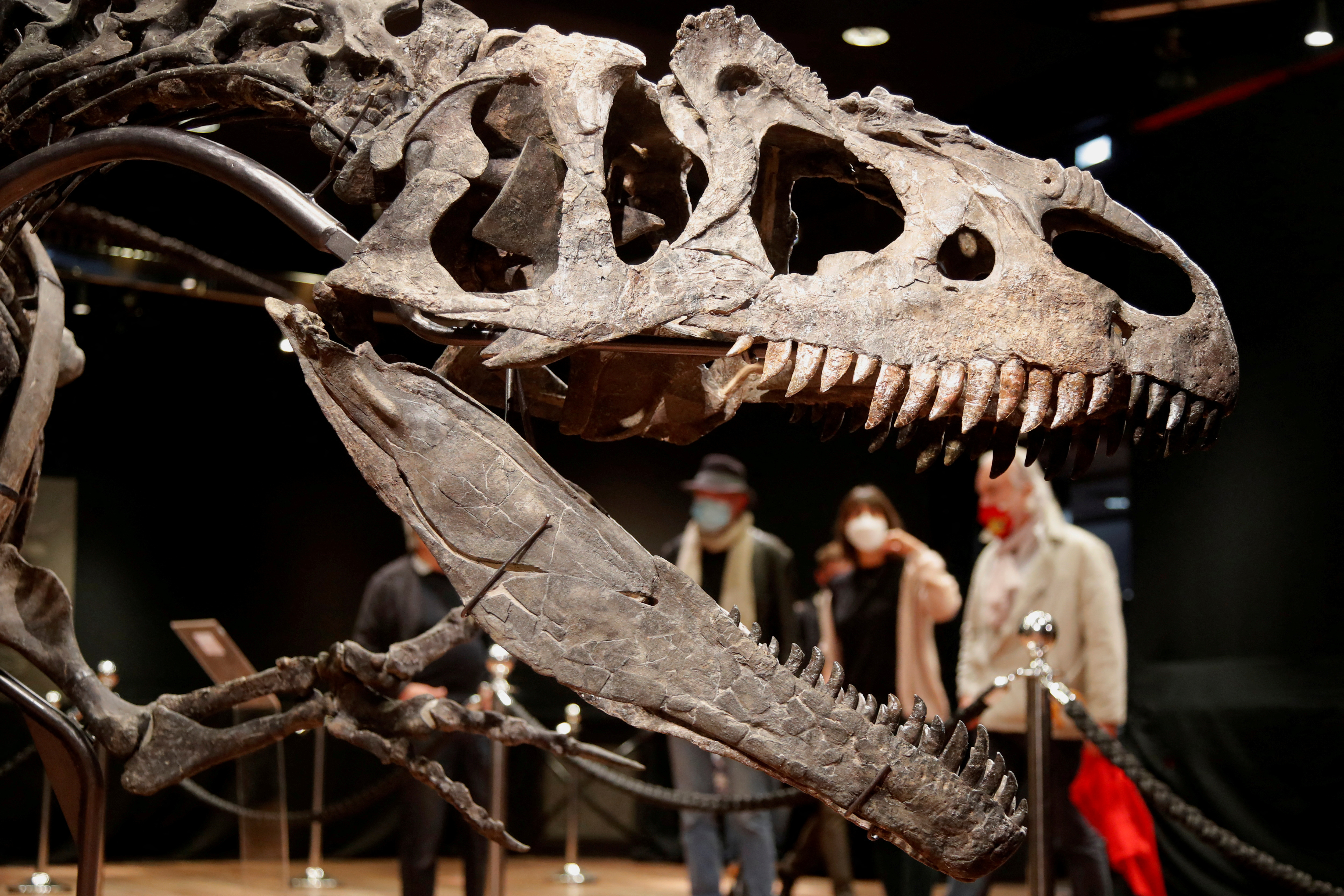 150 million-year old skeleton of an Allosaurus