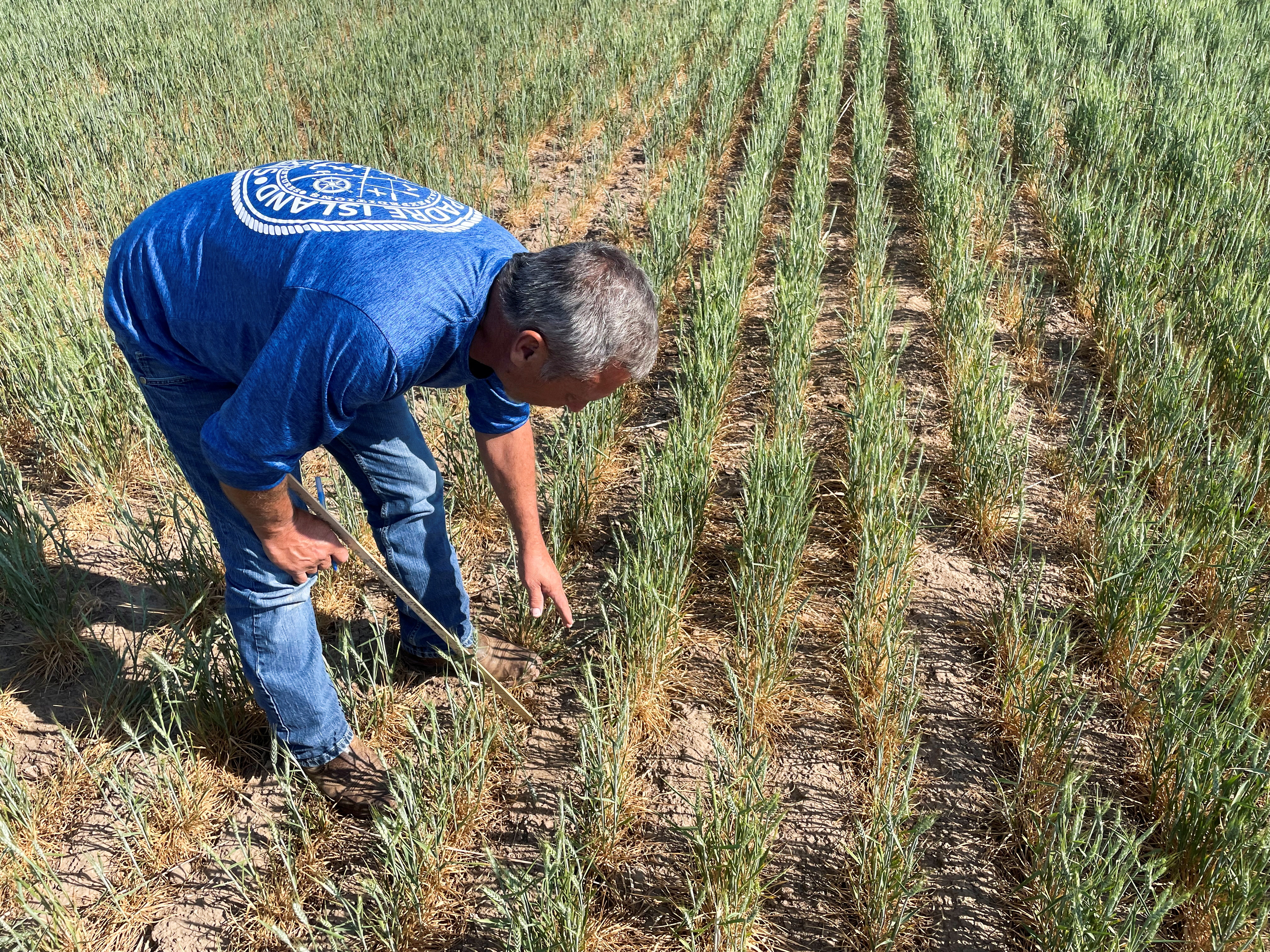 Gary Millershaski, a farmer and scout on the Wheat Quality Council's Kansas wheat tour, inspects winter wheat stunted by drought near Syracuse